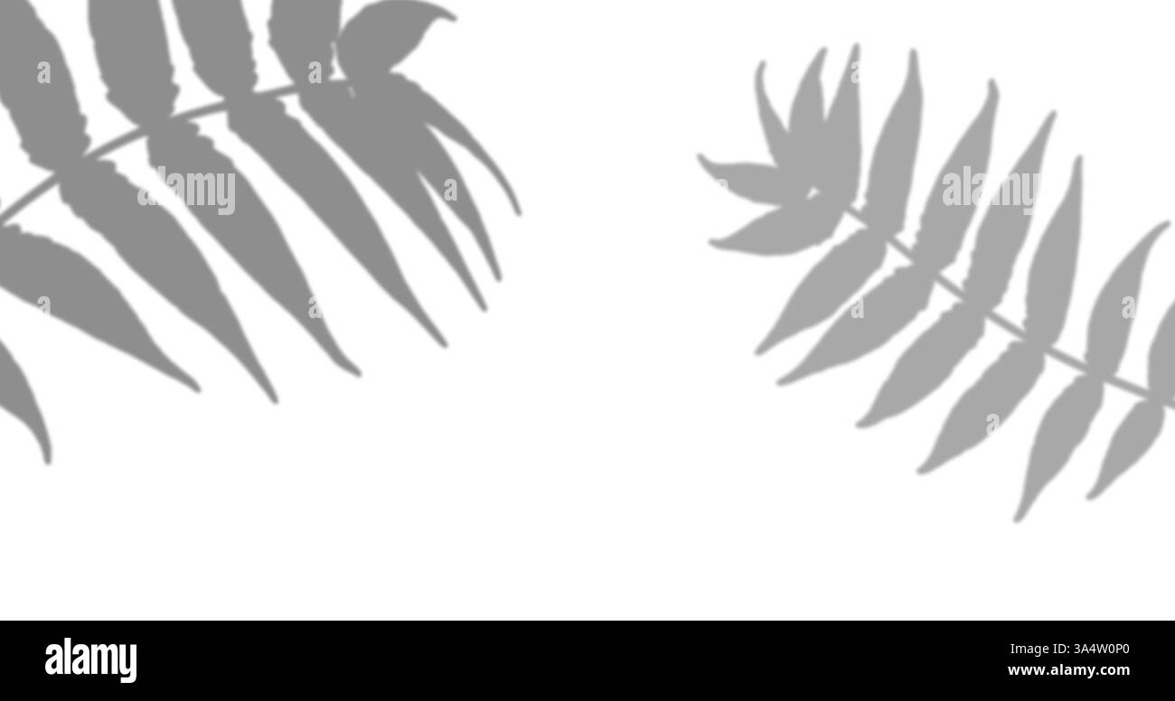 Schatten der Blätter des Neembaums Azadirachta indica, mit dünnen länglichen Blättern, die auf einem Zweig auf einem isolierten Hintergrund verbunden sind Stockfoto