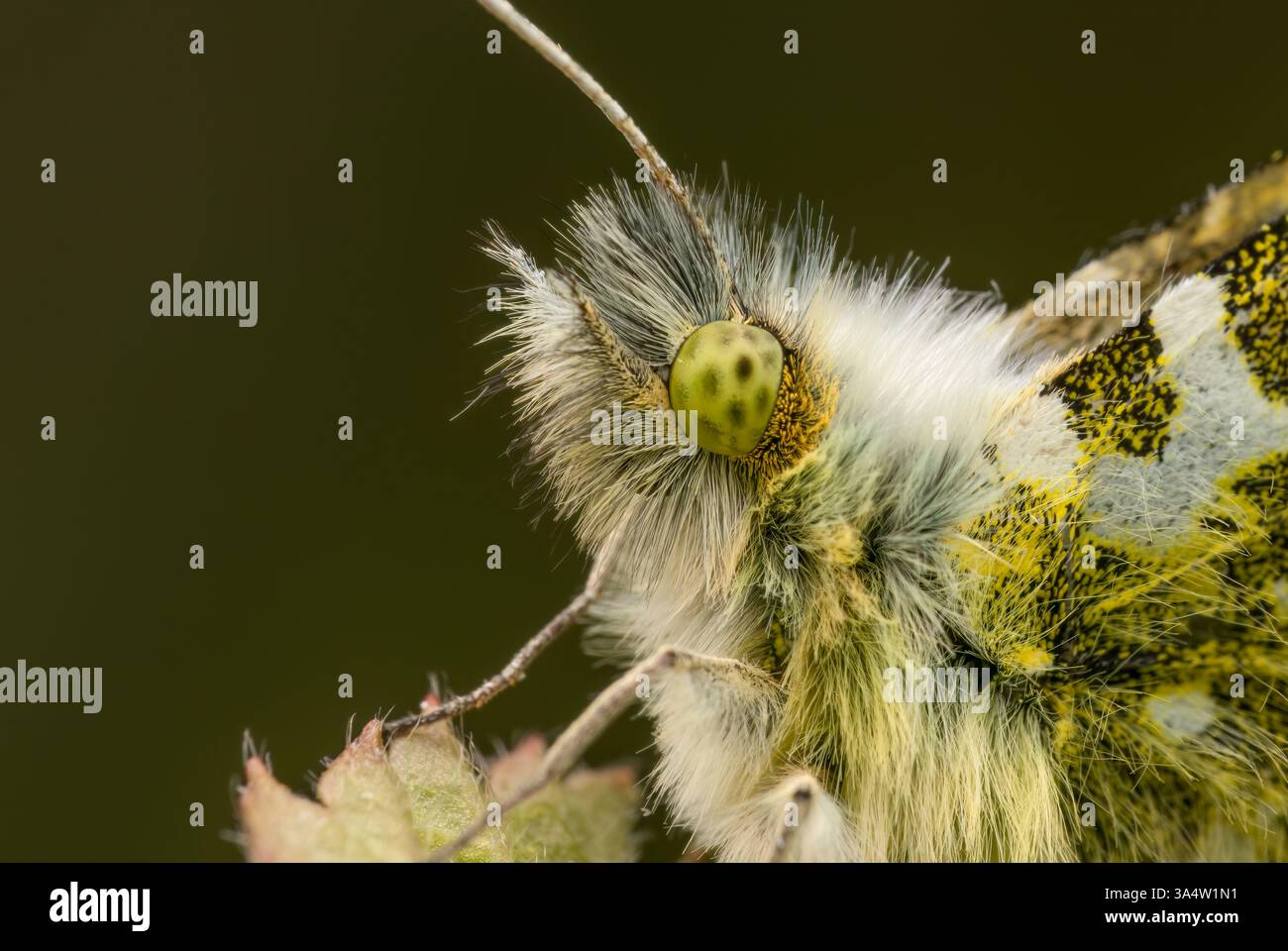 OrangenspitzenSchmetterling, der bei Tageslicht auf einer Pflanze thront Stockfoto