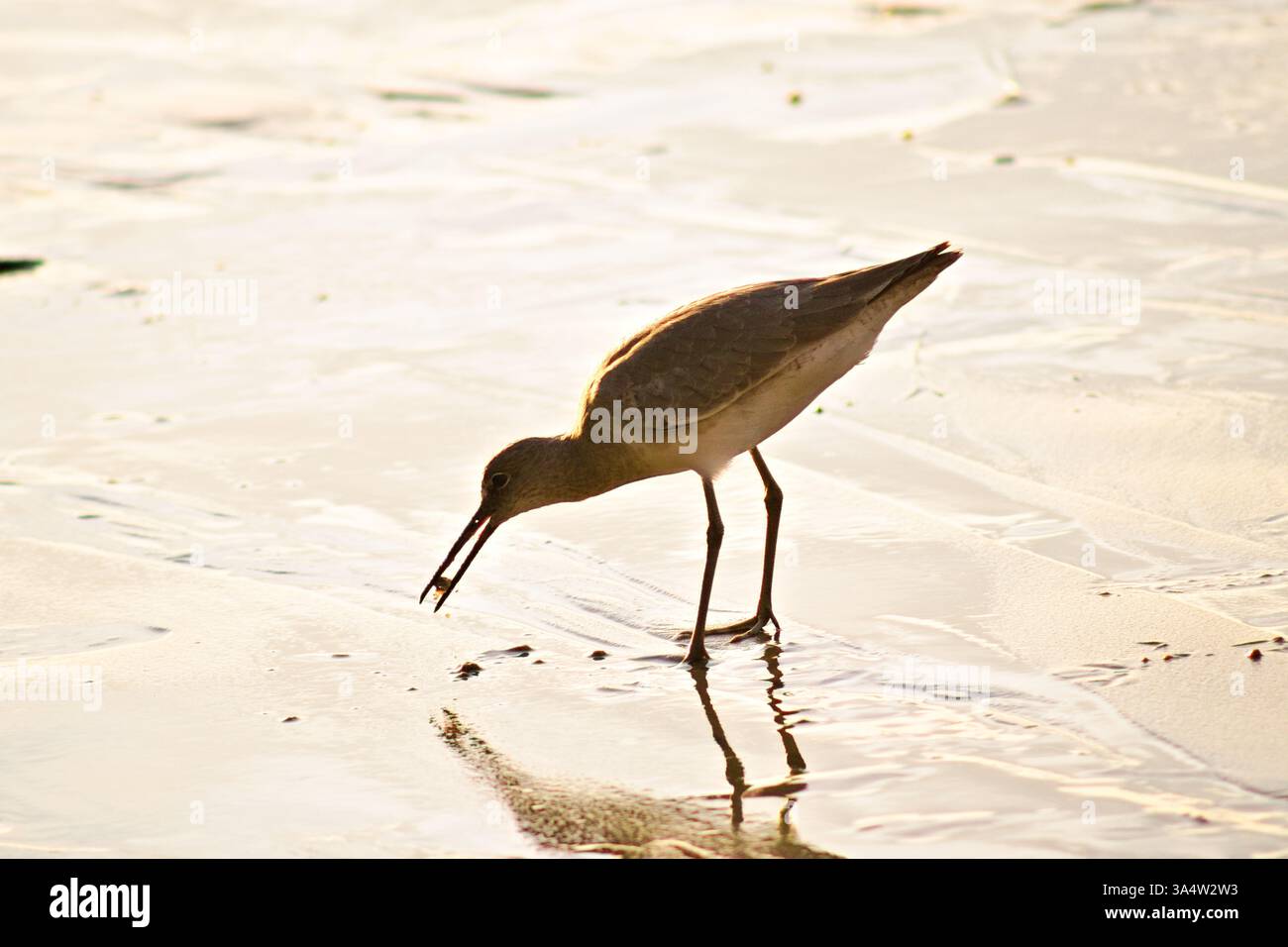shorebird sucht nach Nahrung Stockfoto