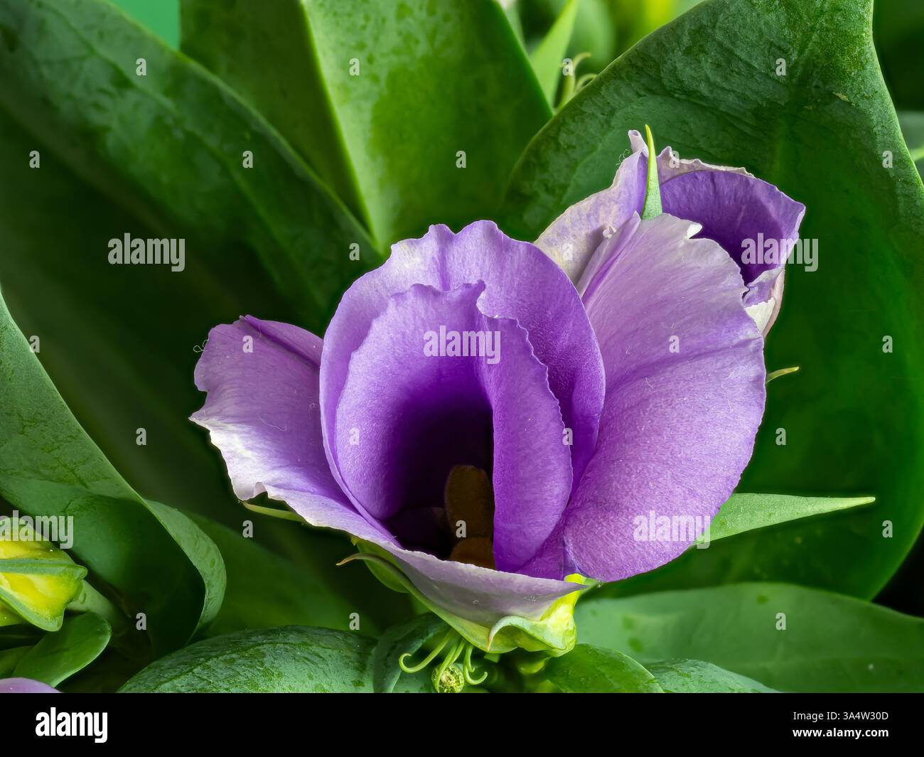 Eustoma russellianum hat blau-grüne gewachste Blätter und auffällige glockenförmige Blüten in blau-weiß, Nahaufnahme der Blüte vor grünem Hintergrund. Es ist fo Stockfoto