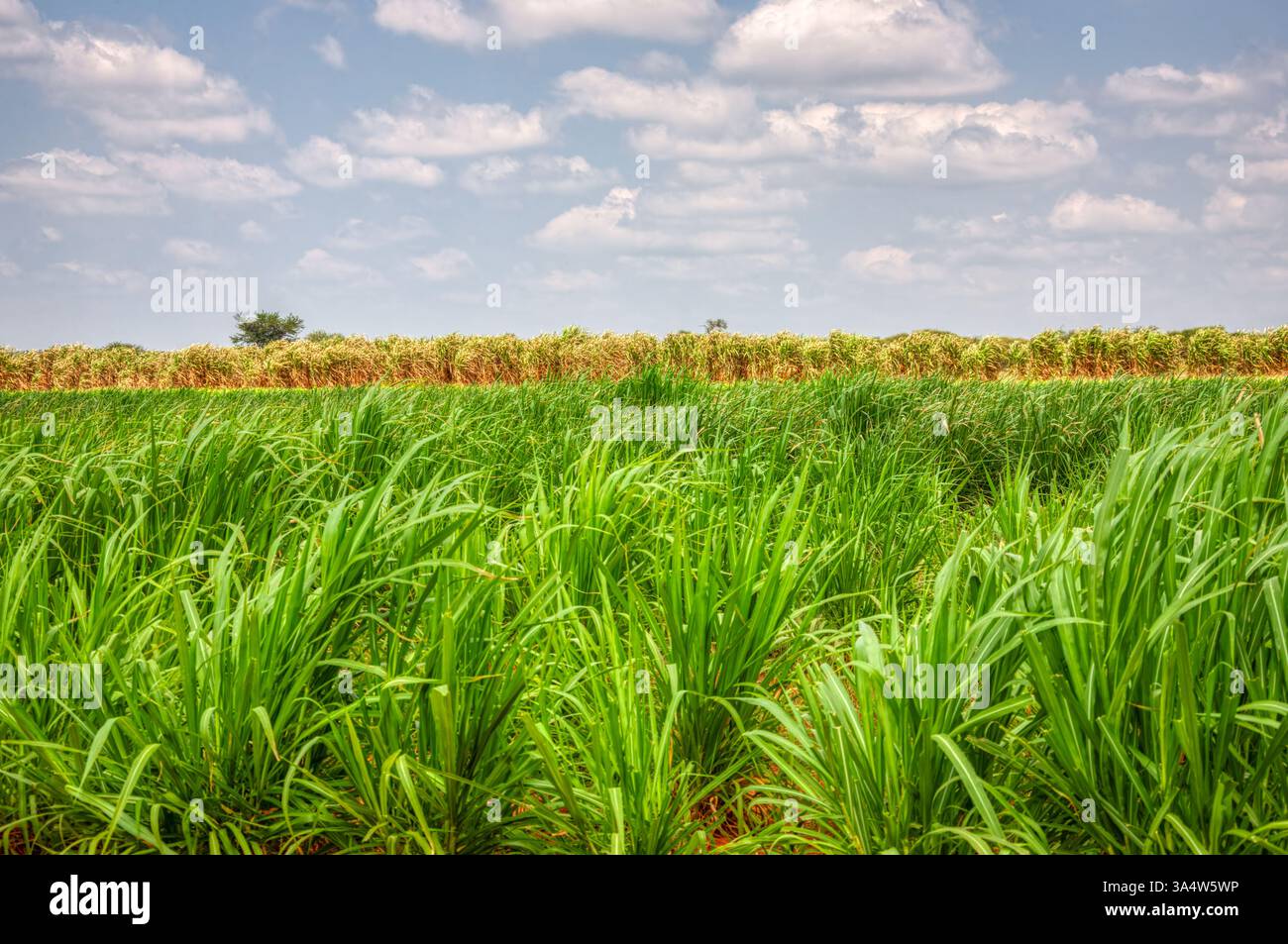 Futterpflanzen grün auf dem Feld, Pflanzen Futtermittel für Tiere Futtermittel für Rinder, Produktion von Pflanzen Zuckerrohrblätter Stockfoto