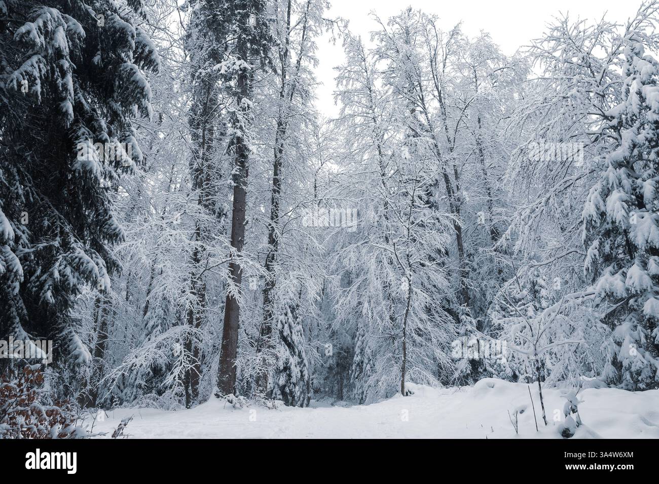 Verschneite Wälder mit schneebedeckten Bäumen in der Schweiz, epische Winterszene Stockfoto