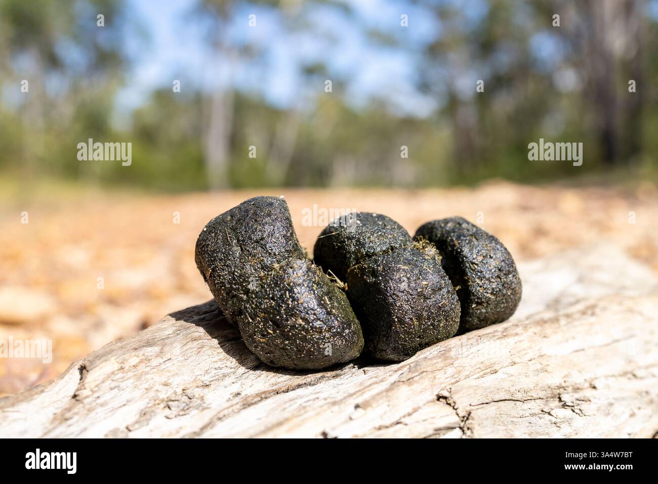 Australische Wombat qubed Kot auf hoher Fläche als Duft- oder Territorialmarkierung Stockfoto