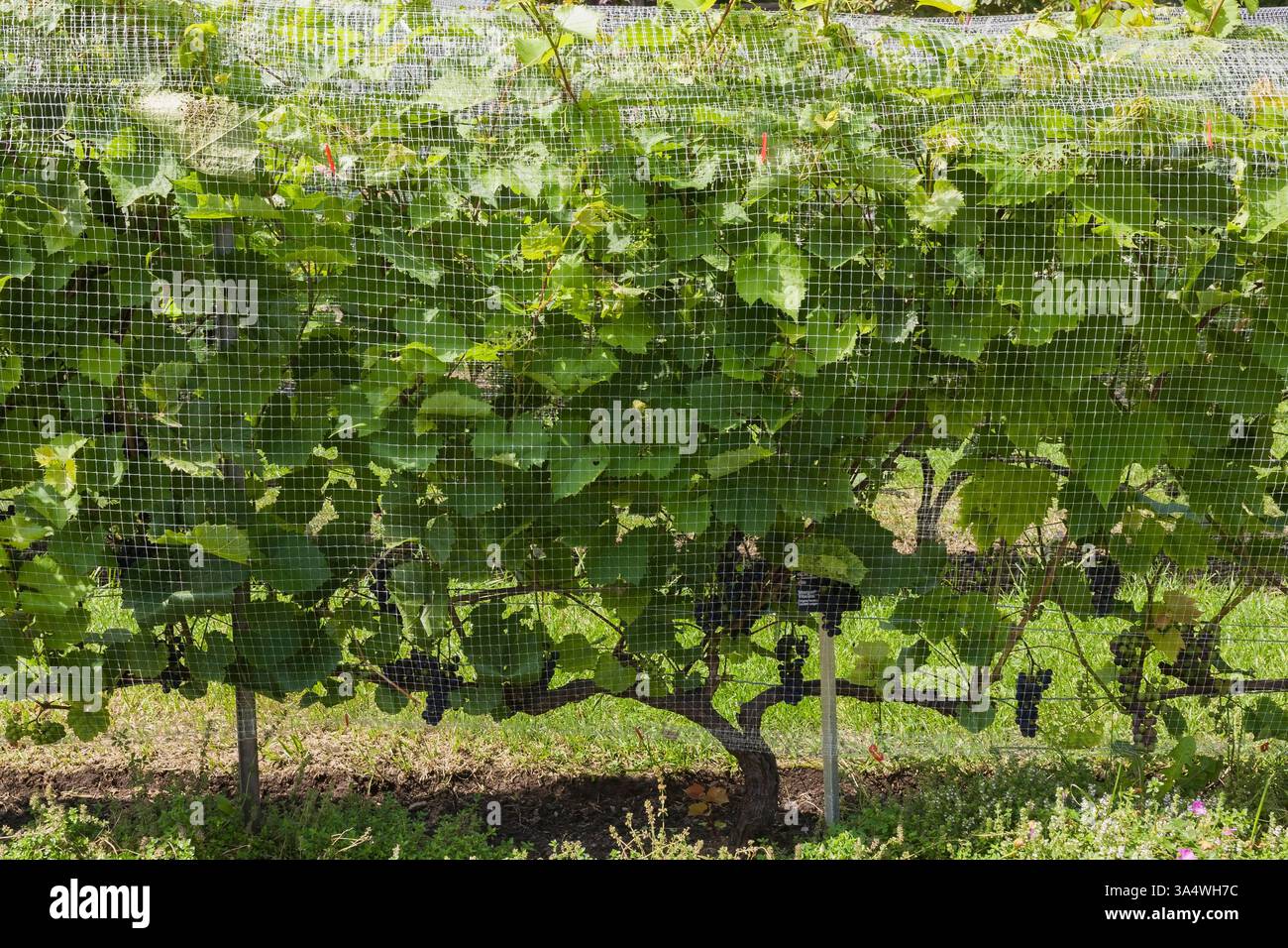 Kultivierte Vitis 'Marquel' - Weintrauben mit gereifter Frucht, geschützt mit Netz im Sommer, Botanischer Garten Montreal, Quebec, Kanada. Stockfoto
