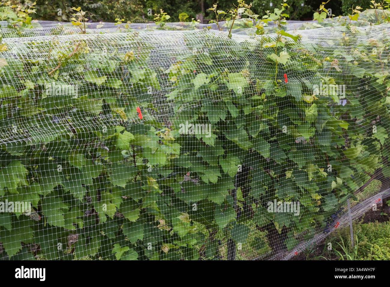 Vitis 'Marechal Foch' - Weintrauben, die im Sommer mit feinem Netz geschützt sind, Montreal Botanical Garden, Quebec, Kanada. Stockfoto