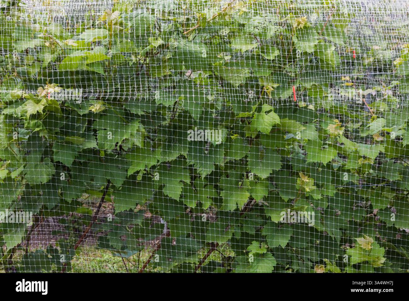 Vitis 'Marechal Foch' - Weintrauben, die im Sommer mit feinem Netz geschützt sind, Montreal Botanical Garden, Quebec, Kanada. Stockfoto