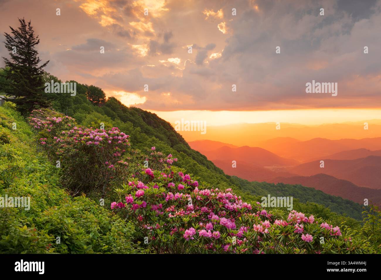 Die Great Craggy Mountains entlang des Blue Ridge Parkway in North Carolina, USA, mit Catawba Rhododendron während eines Sonnenuntergangs im Frühling. Stockfoto