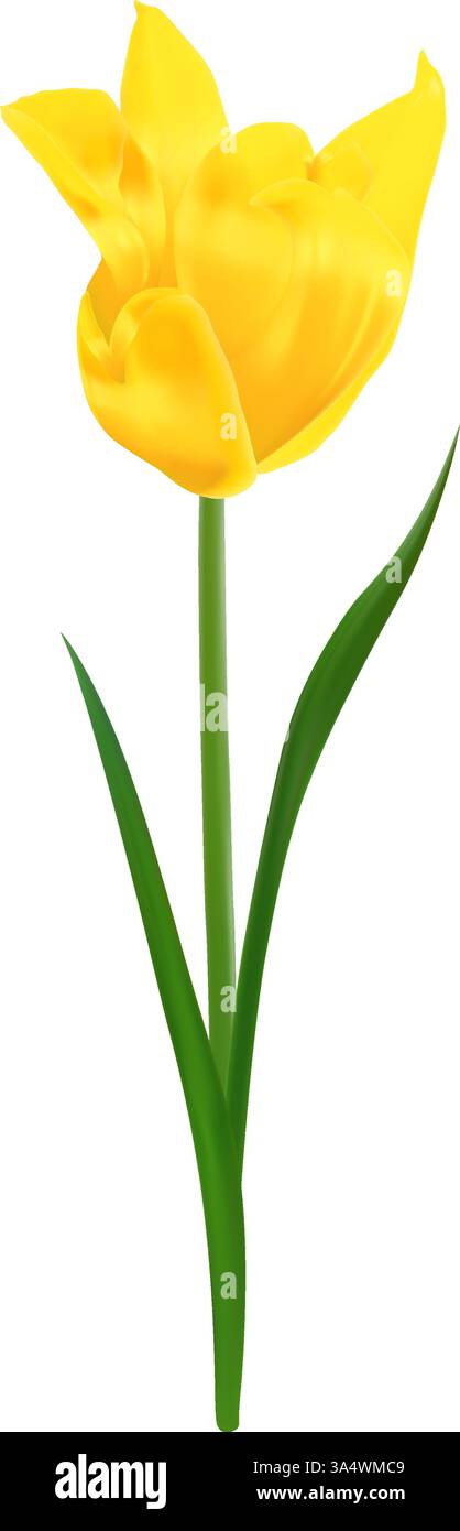 Zarte, realistische gelbe Tulpe in Blüte. Vektor-Illustration der Tulpenblume für Muttertagsentwürfe, Hochzeitseinladungen und Blumenmuster Stock Vektor