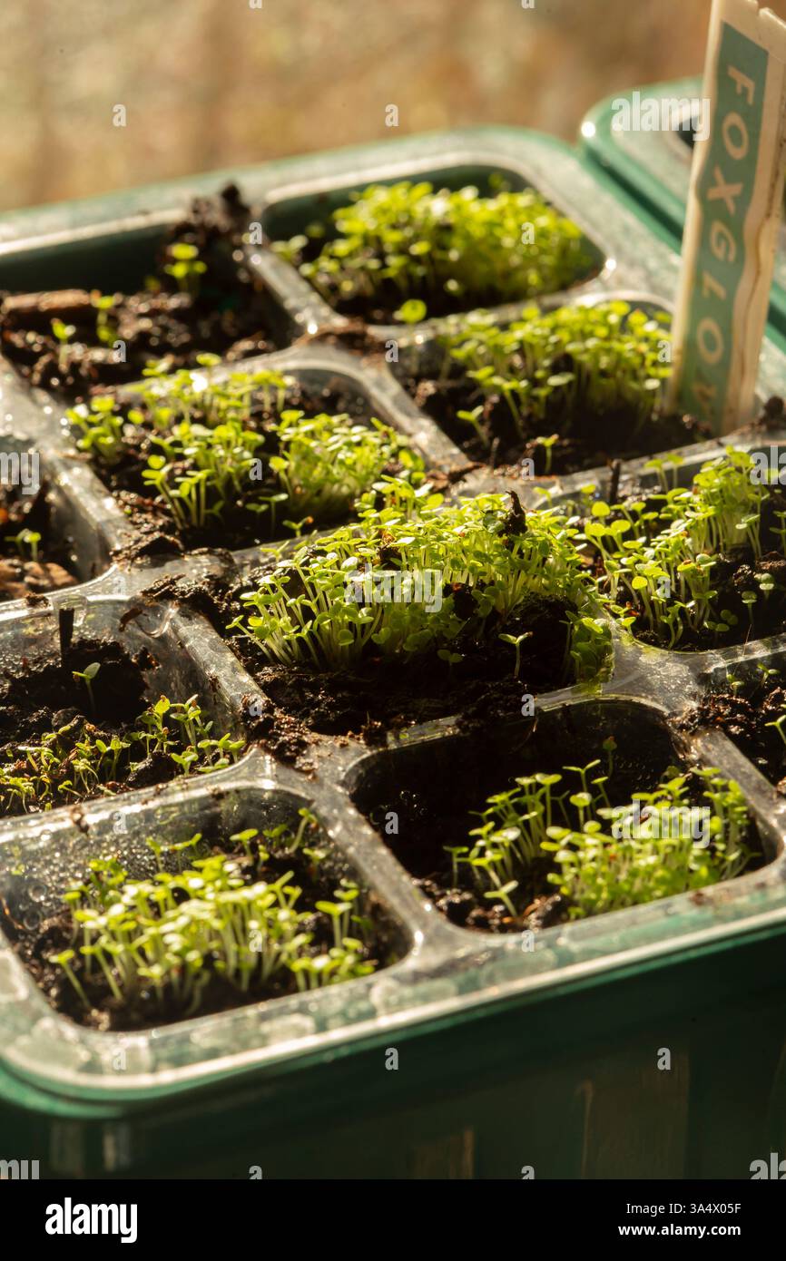 Fuchshandschuhkeimlinge, die in einem Plastikkeller wachsen, drinnen vor einem Fenster im frühen Morgenlicht. Stockfoto
