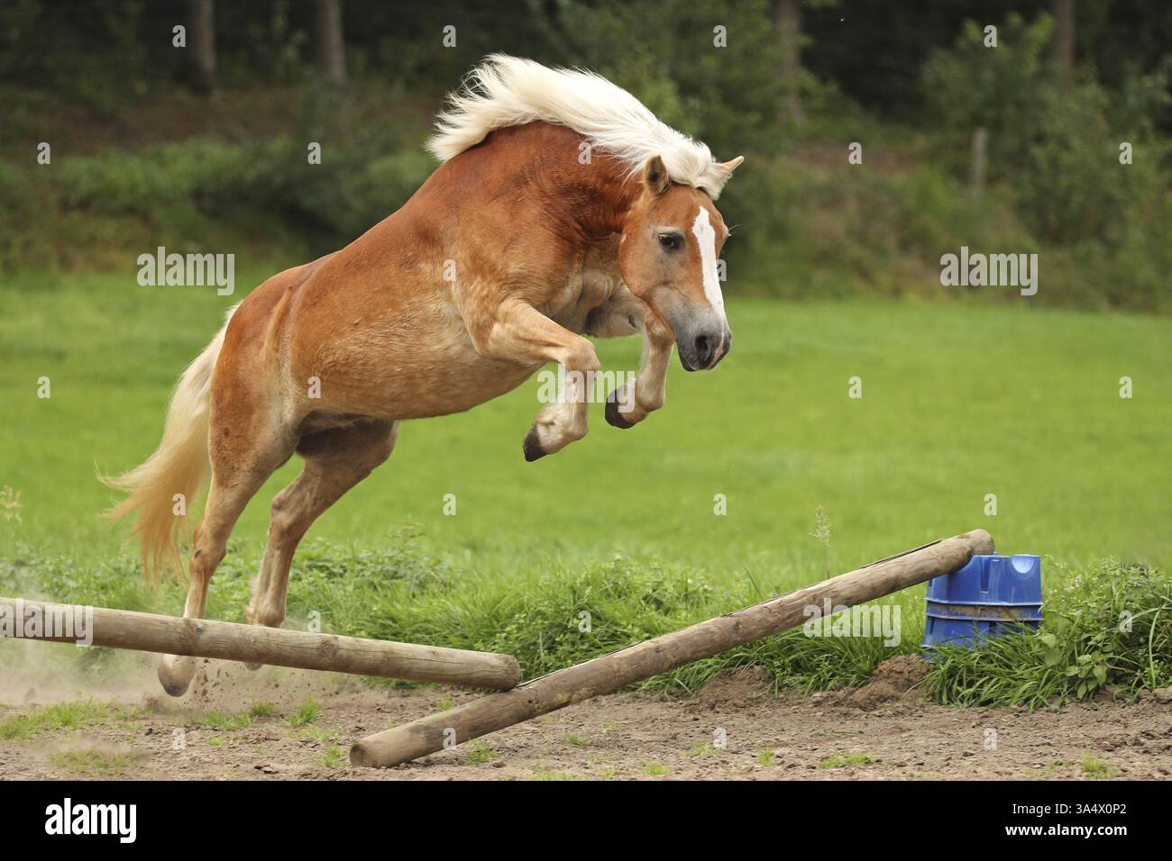 Haflinger Stockfoto