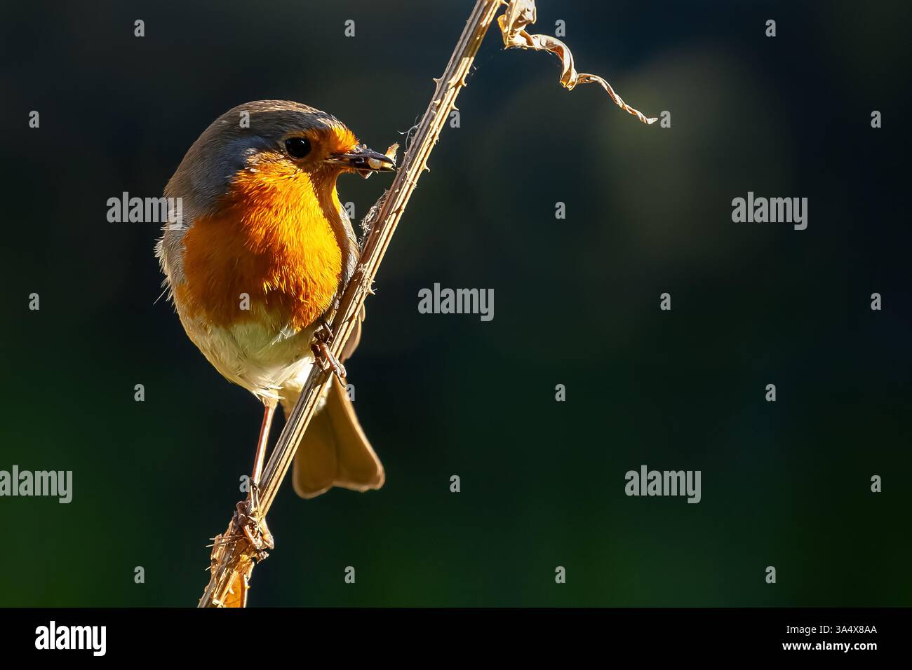 Roter rotkehlvogel, Nahaufnahme an einem Zweig mit Futter im Schnabel. Der Frühvogel fängt das Wurmkonzept in der Natur und in der Tierwelt Stockfoto