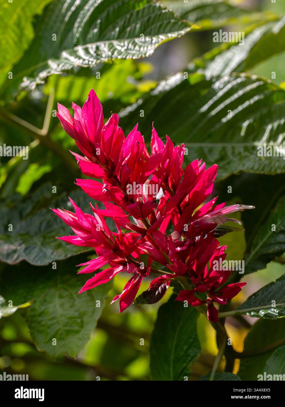 Nahaufnahme eines Blütenspiegels des brasilianischen roten Mantels (Megaskepasma erythrochlamys) in einem Park auf Madeira Stockfoto