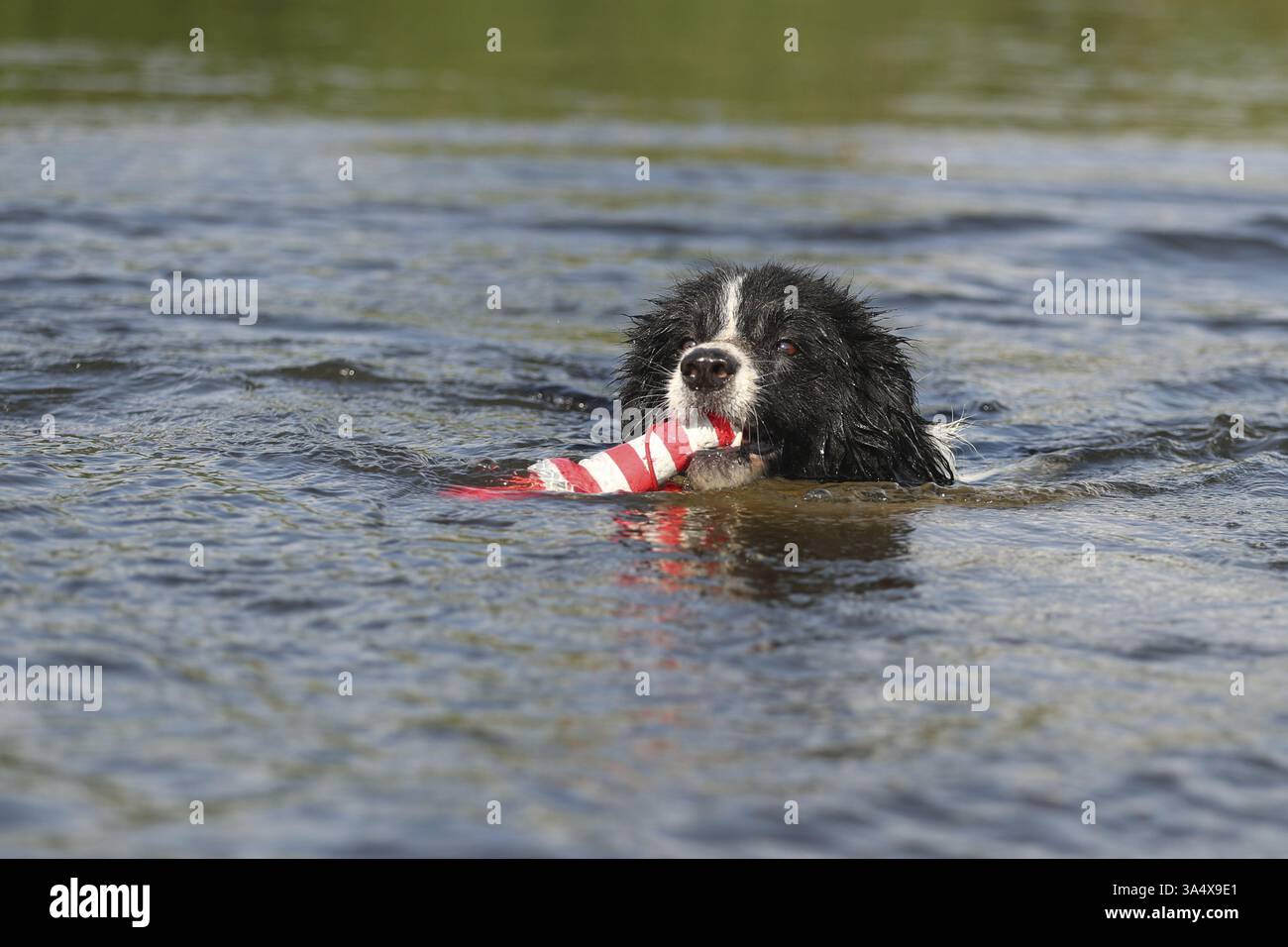 Collie mit schwarz-weißem Rand Stockfoto