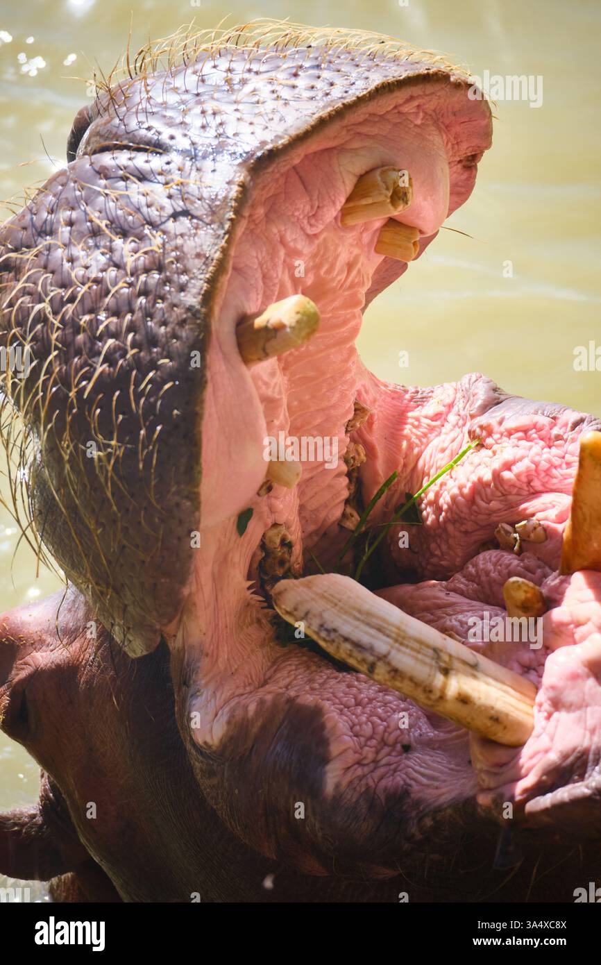 Das Nilpferd bittet um Essen Stockfoto
