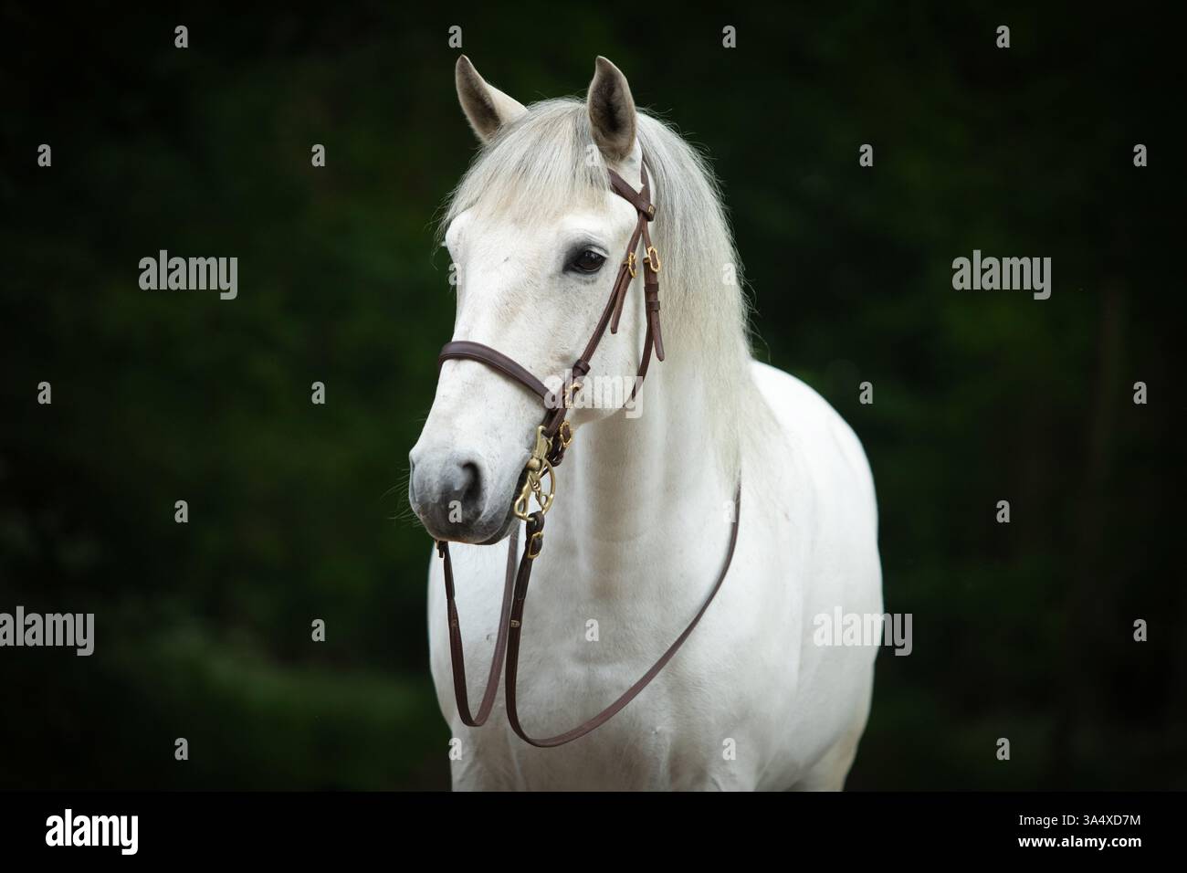 Lusitano Stockfoto