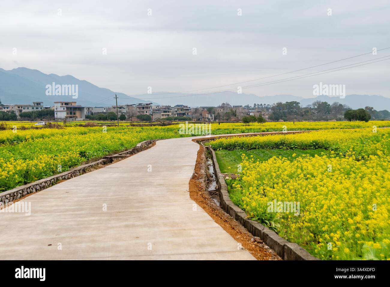 Goldene Rapsfelder in Guilin: Eine atemberaubende ländliche Landschaft Stockfoto