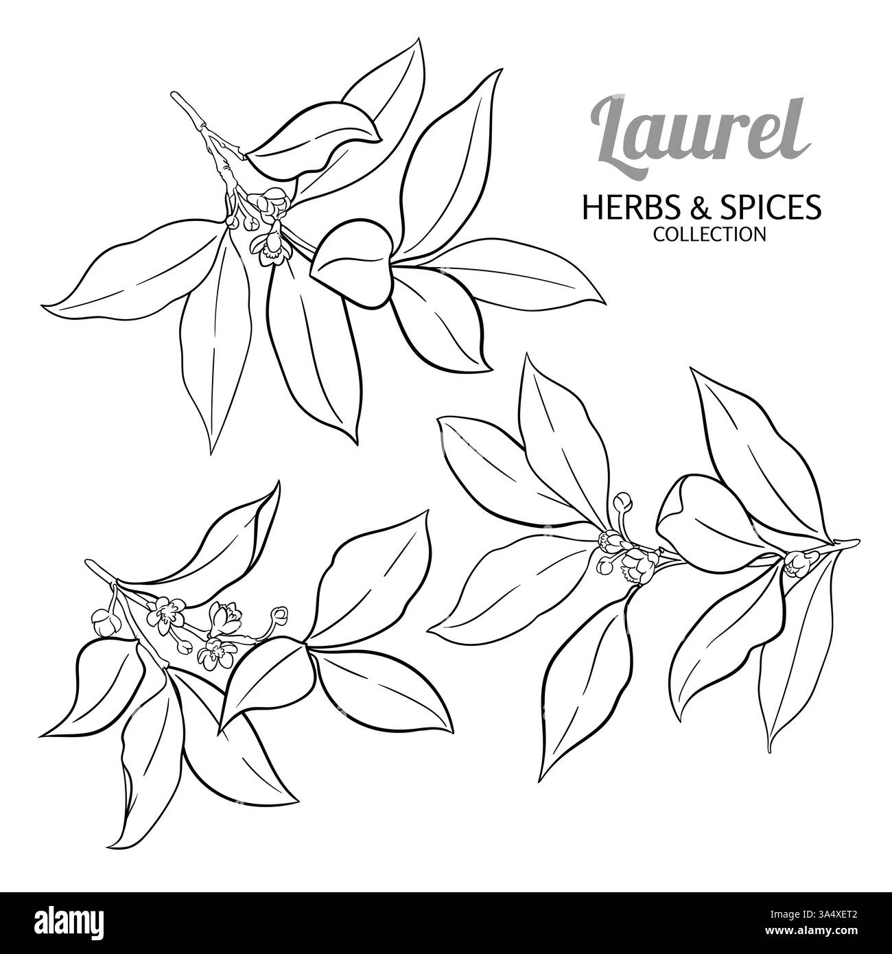 Laurel Zweig mit Blumen Outline Illustration Stock Vektor