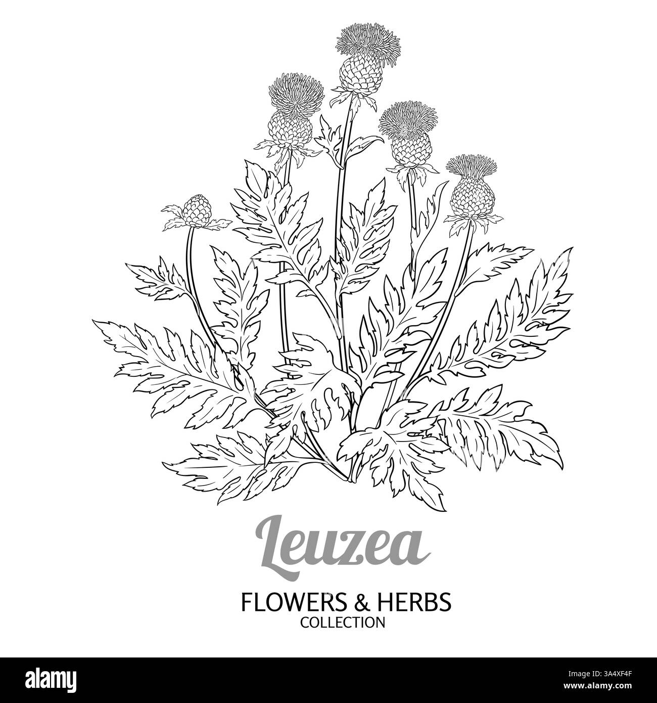Leuzea Pflanze mit Blumen Umriss Illustration Stock Vektor