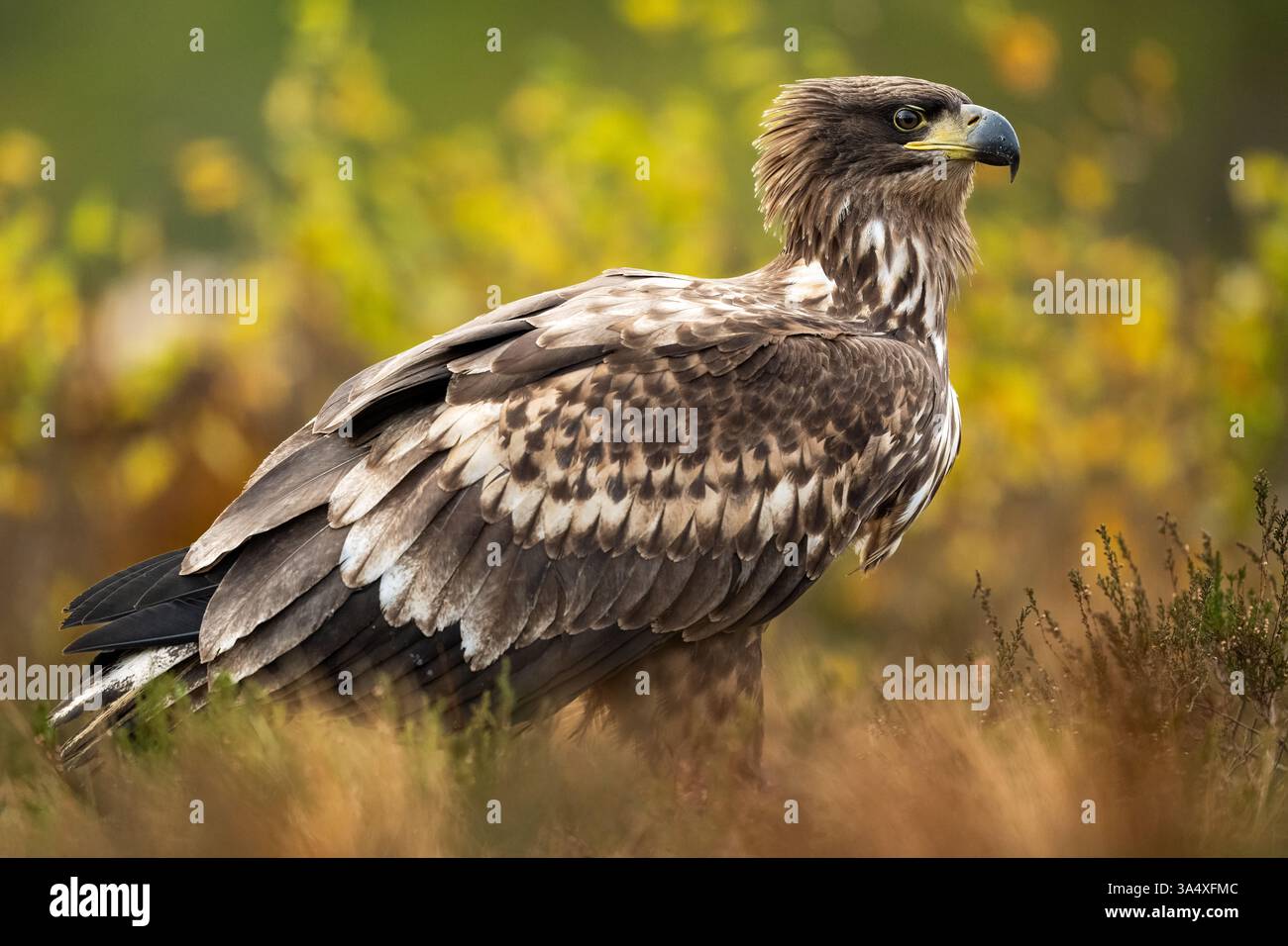 Adler in einem Moor mit Herbstfarben Stockfoto