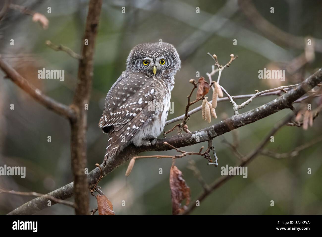 Zwergkauz auf einem Ast in der Waldlandschaft Stockfoto