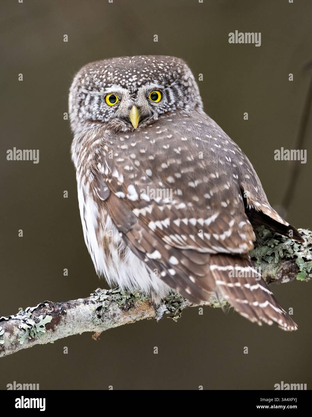 Zwergkauz auf einem Ast im Wald Stockfoto