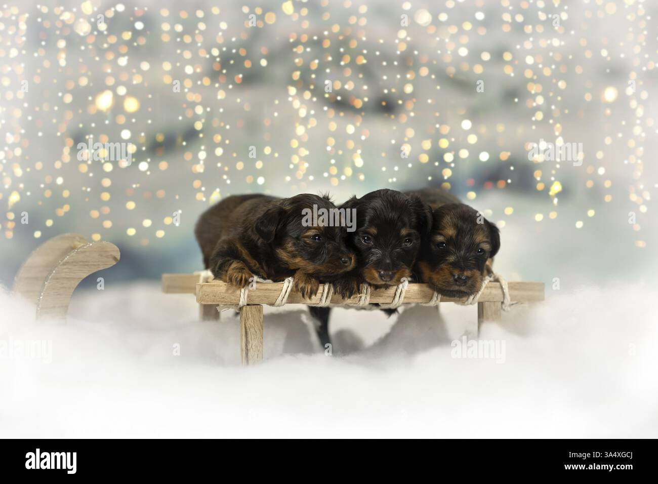 Russkiy Toy Terrier Stockfoto