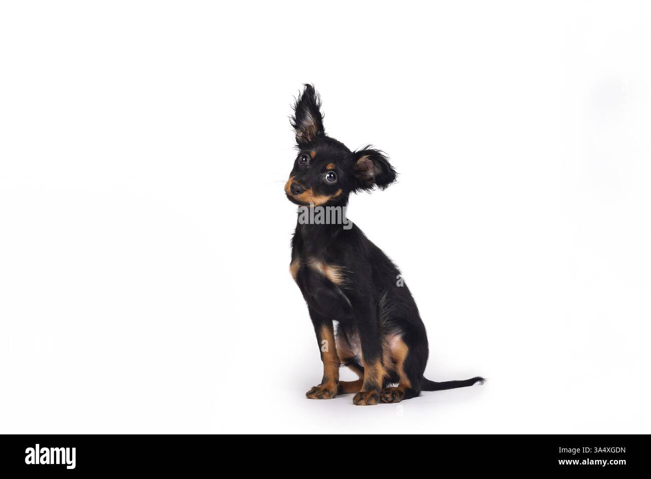 Russkiy Toy Terrier Stockfoto