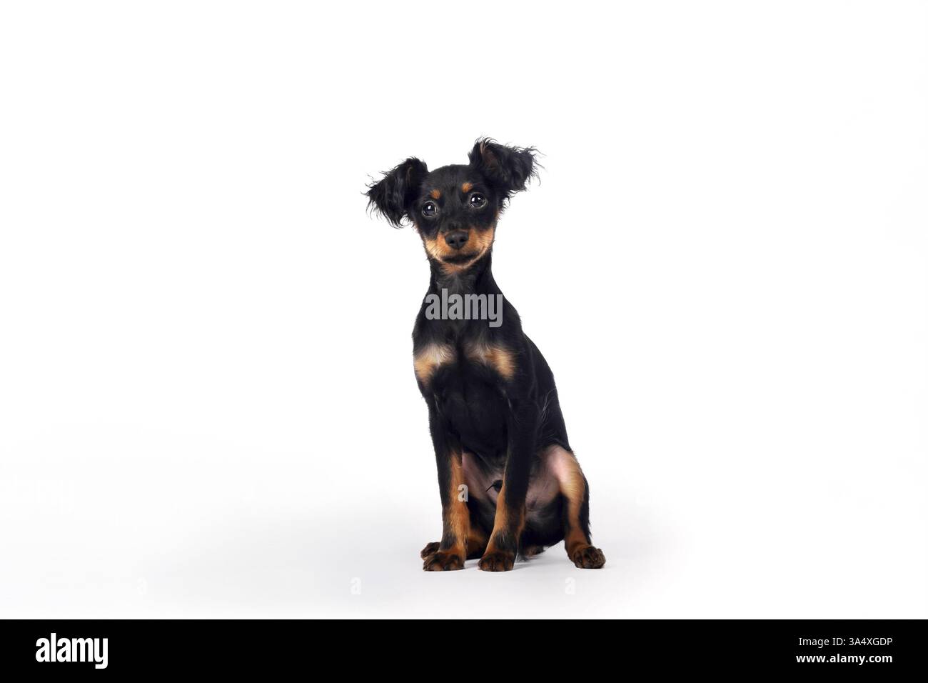Russkiy Toy Terrier Stockfoto