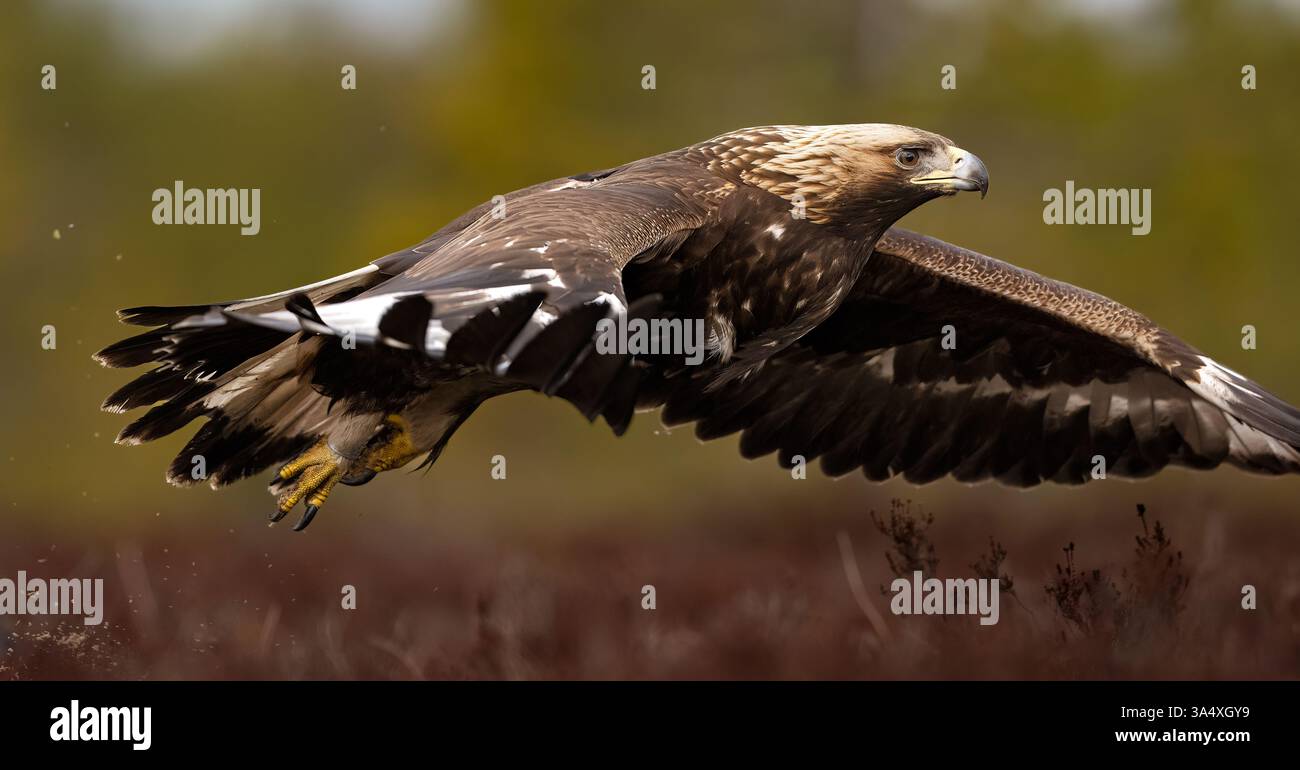 Goldener Adler im Flug im Moor Stockfoto