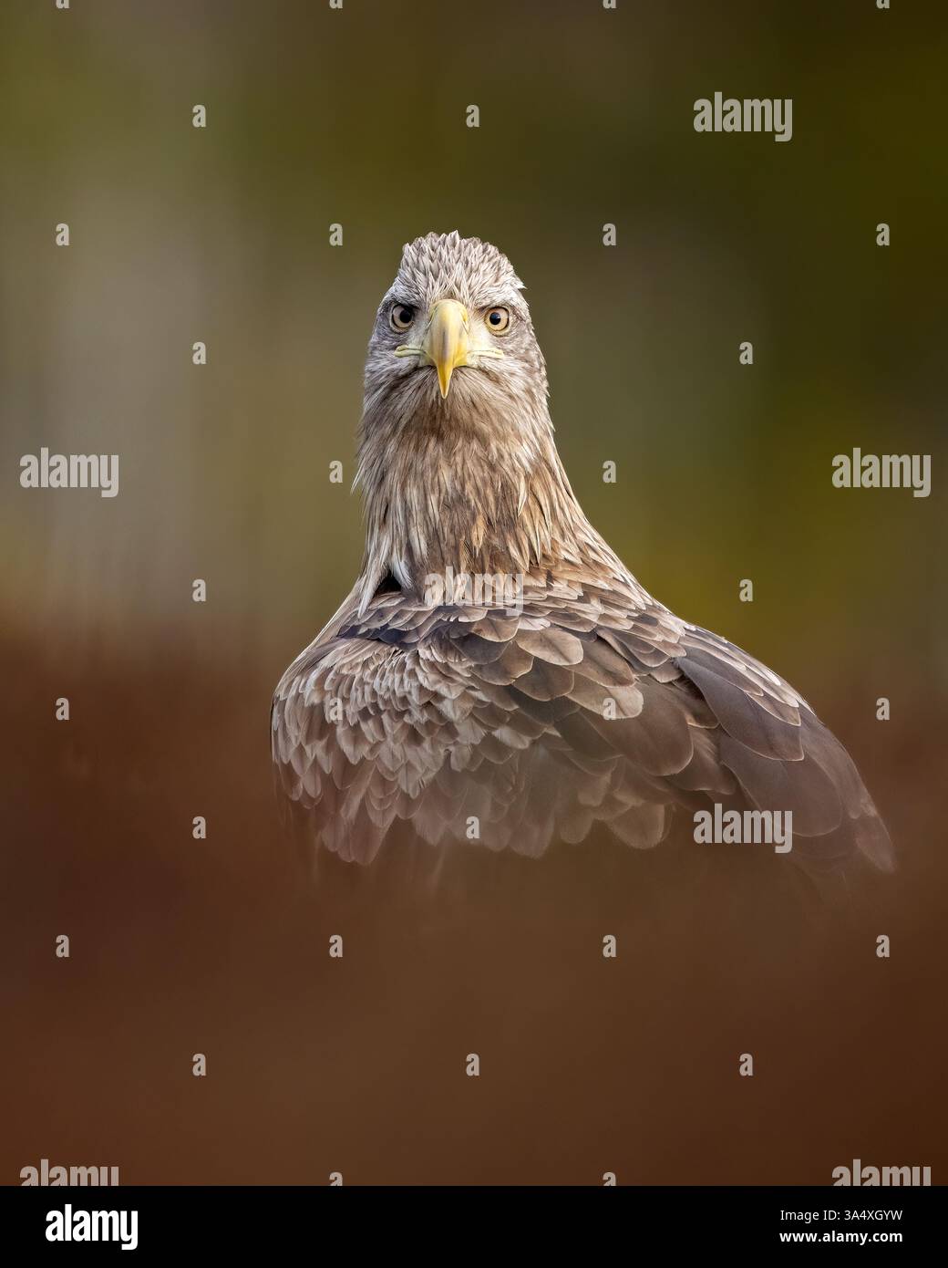 Majestätisches Adlerporträt in der Moorlandschaft Stockfoto