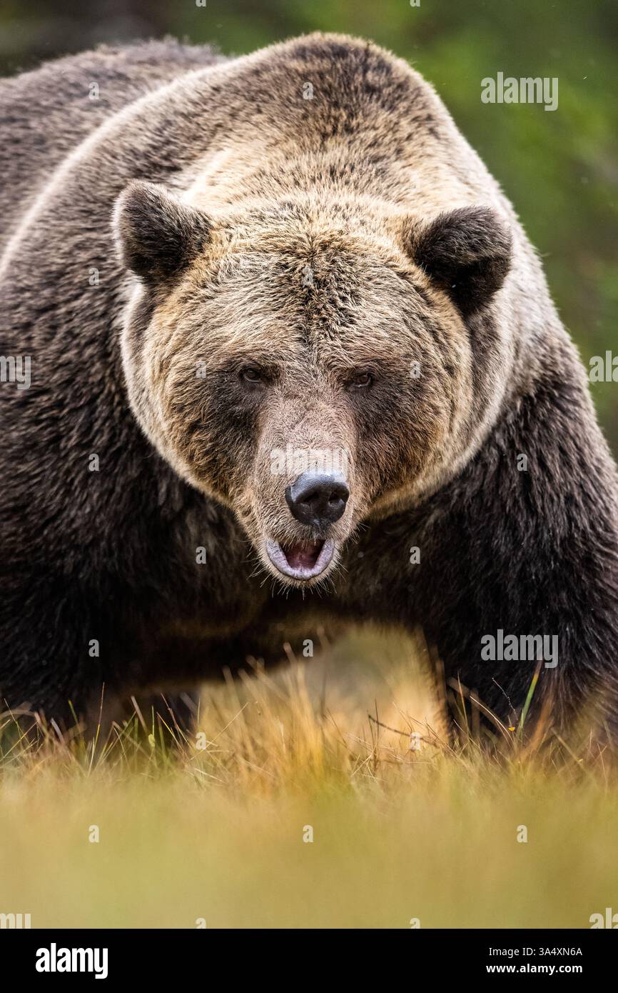 Großes männliches Braunbärenporträt im Herbst Stockfoto