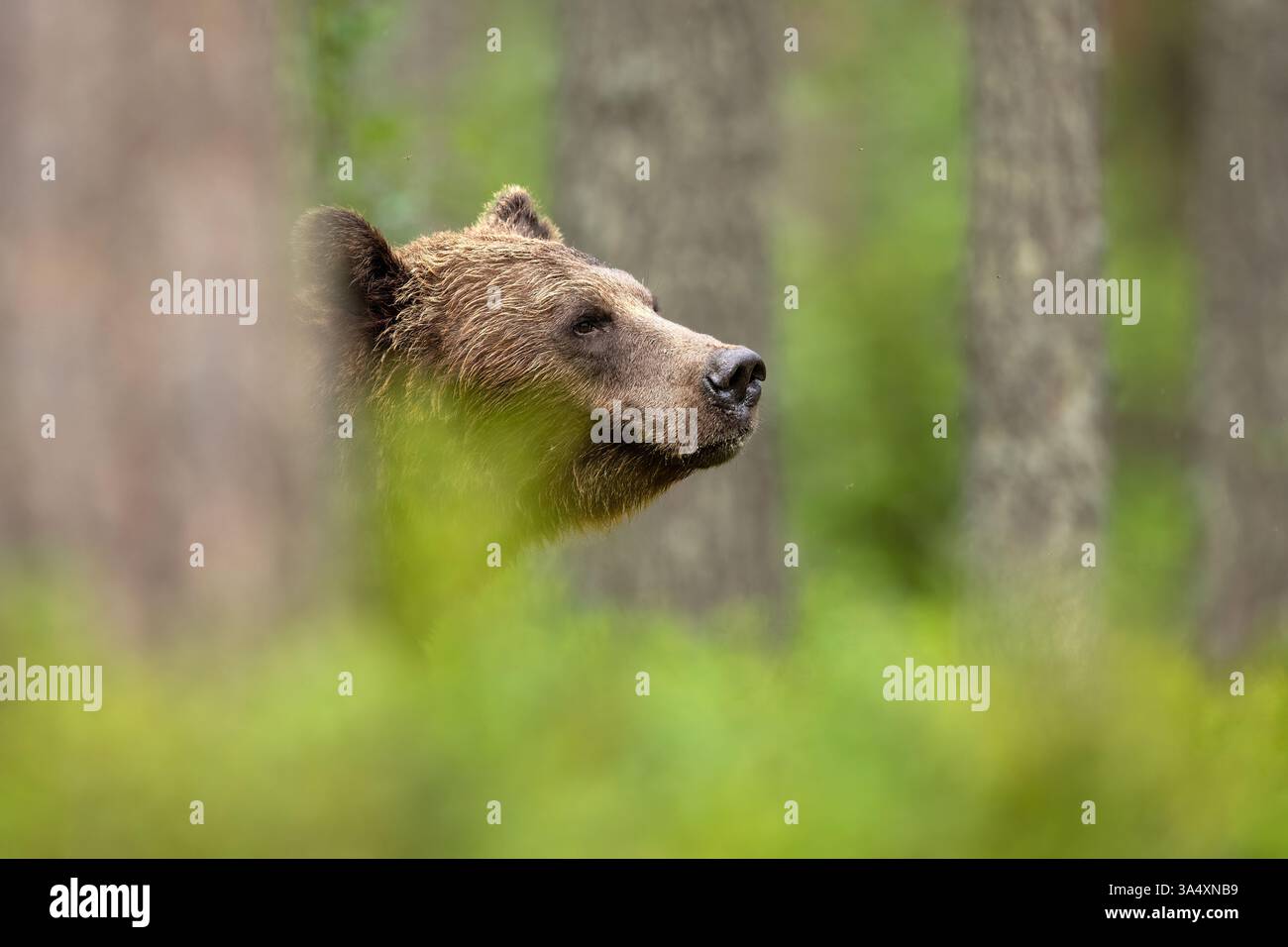 Braunbär tief in der Waldlandschaft Stockfoto