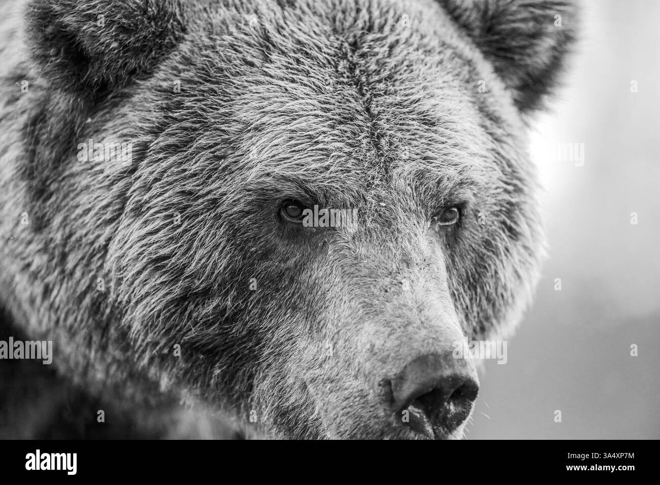 Männlicher Braunbär Porträt schwarz-weiß Stockfoto