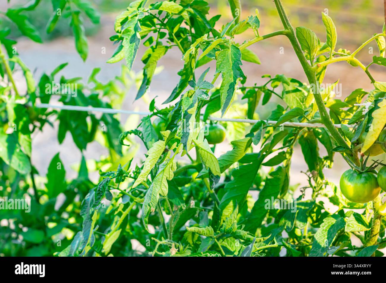 Industrielle Gewächshausernte, Nahaufnahme grüne Tomaten Gemüsepflanze mit Sonnenlicht. Naturnahrung der Gartenbaufabrik. Hochwertige Fotos Stockfoto
