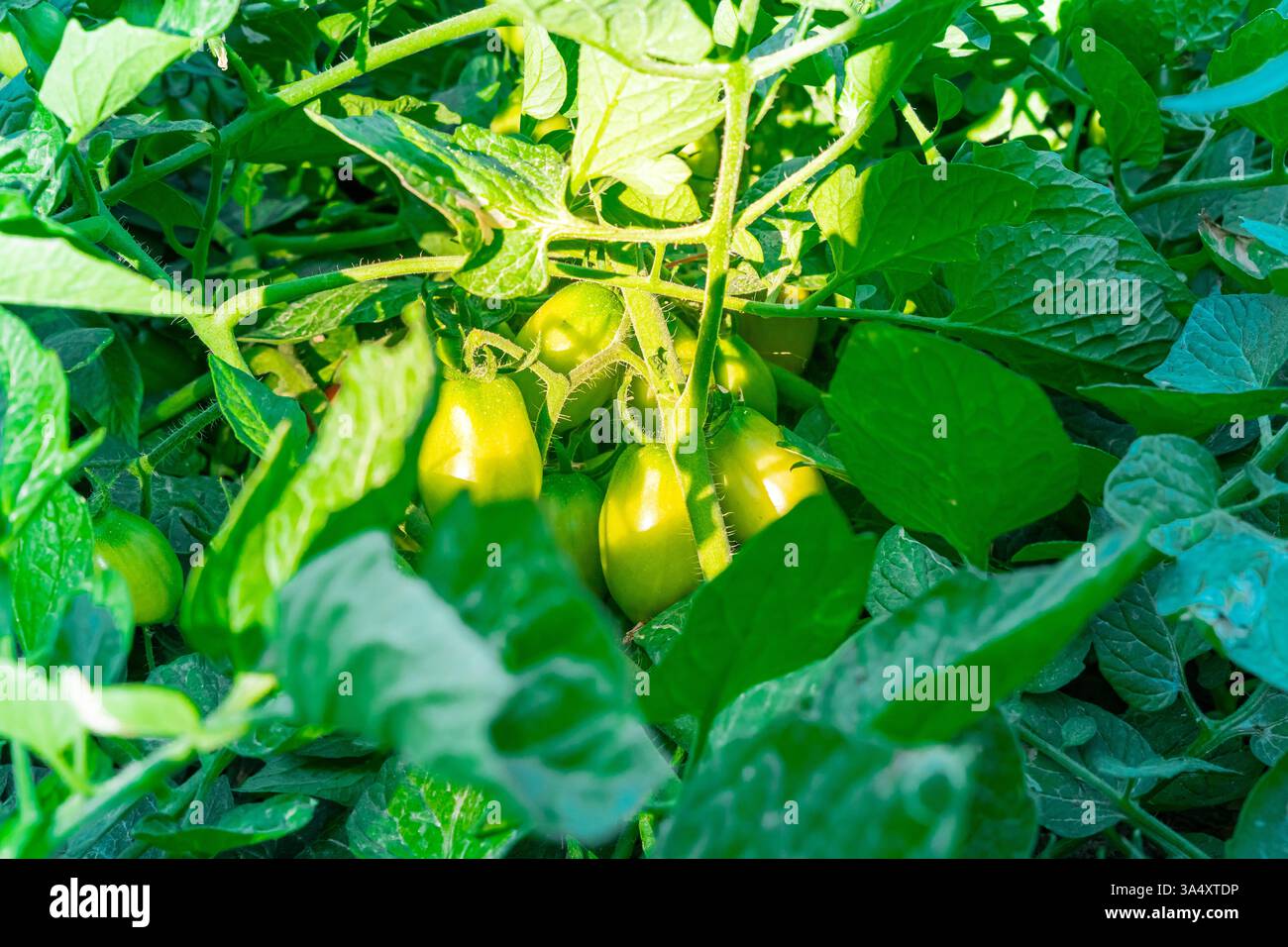 Grüne Tomaten, Tomatenpflanze und Blätter. Frische grüne Tomaten. Hochwertige Fotos Stockfoto