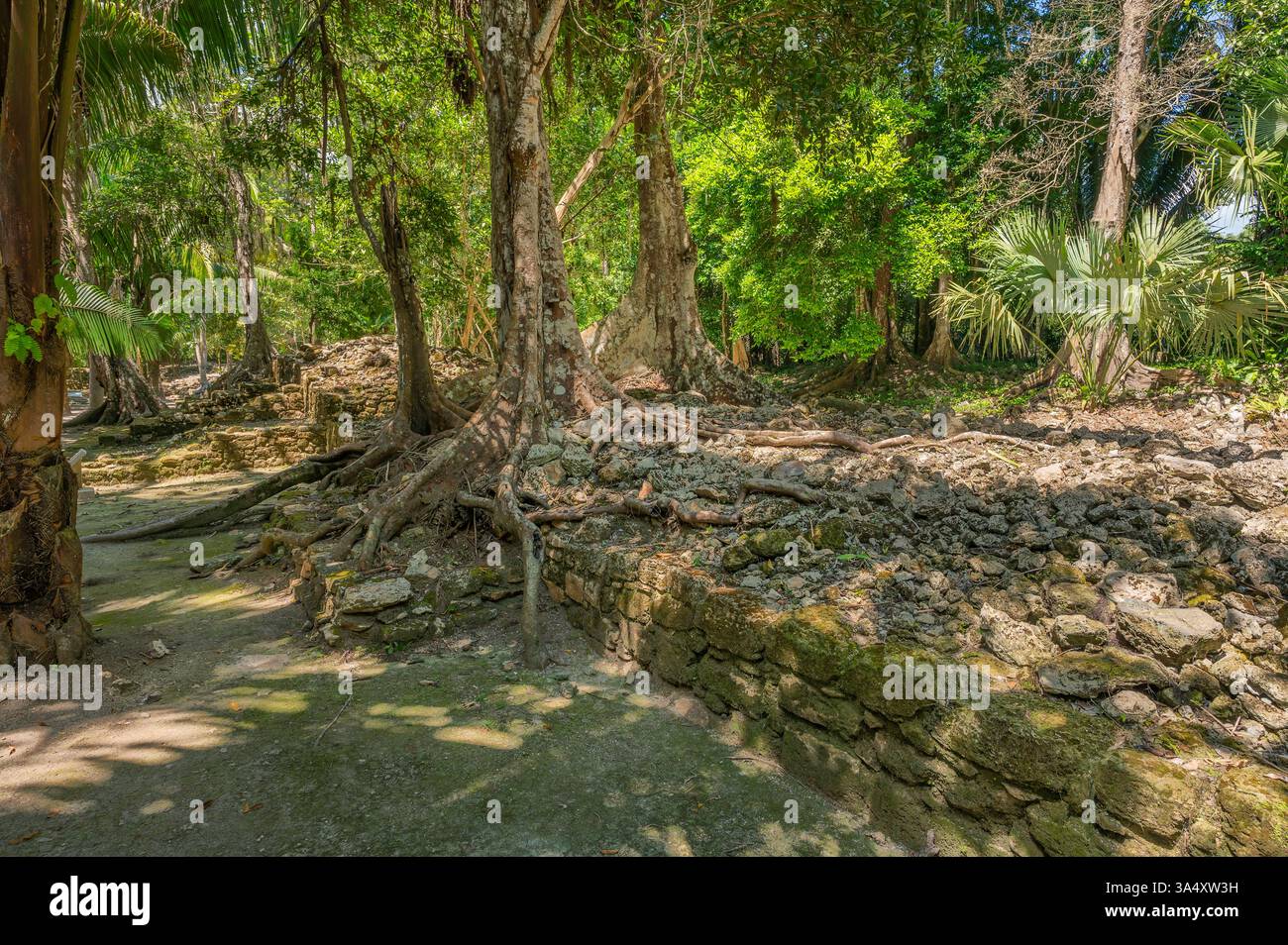 Regenwaldvegetation in den Maya-Ruinen von Chacchoben, Quintana Roo, Mexiko Stockfoto