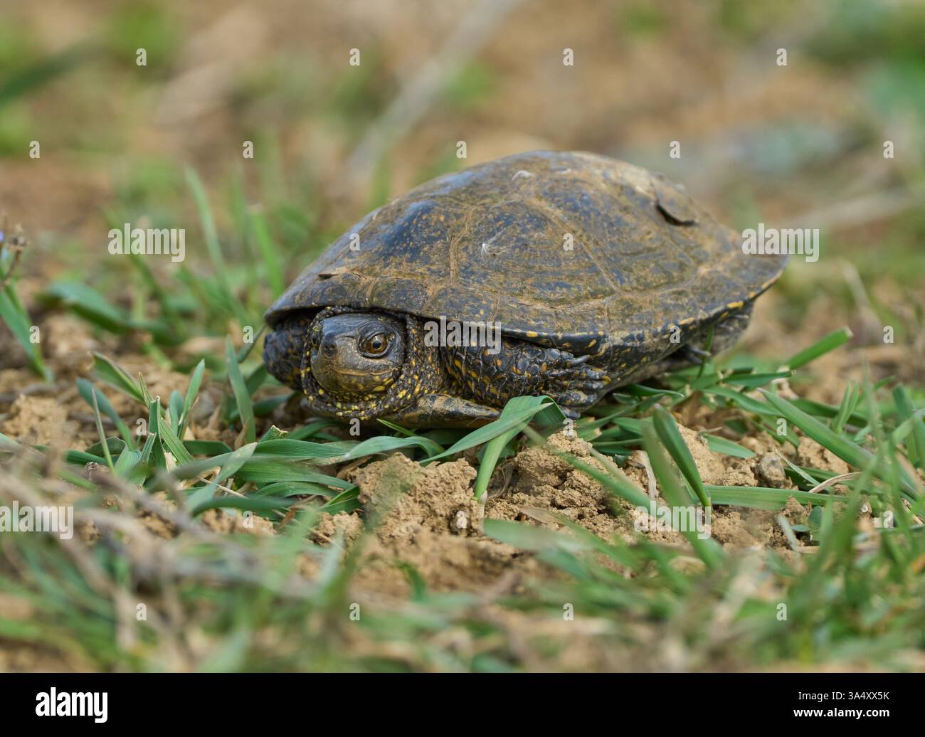 Die Schildkröte ist teilweise in ihrer Schale auf grasbewachsenem Boden versteckt Stockfoto