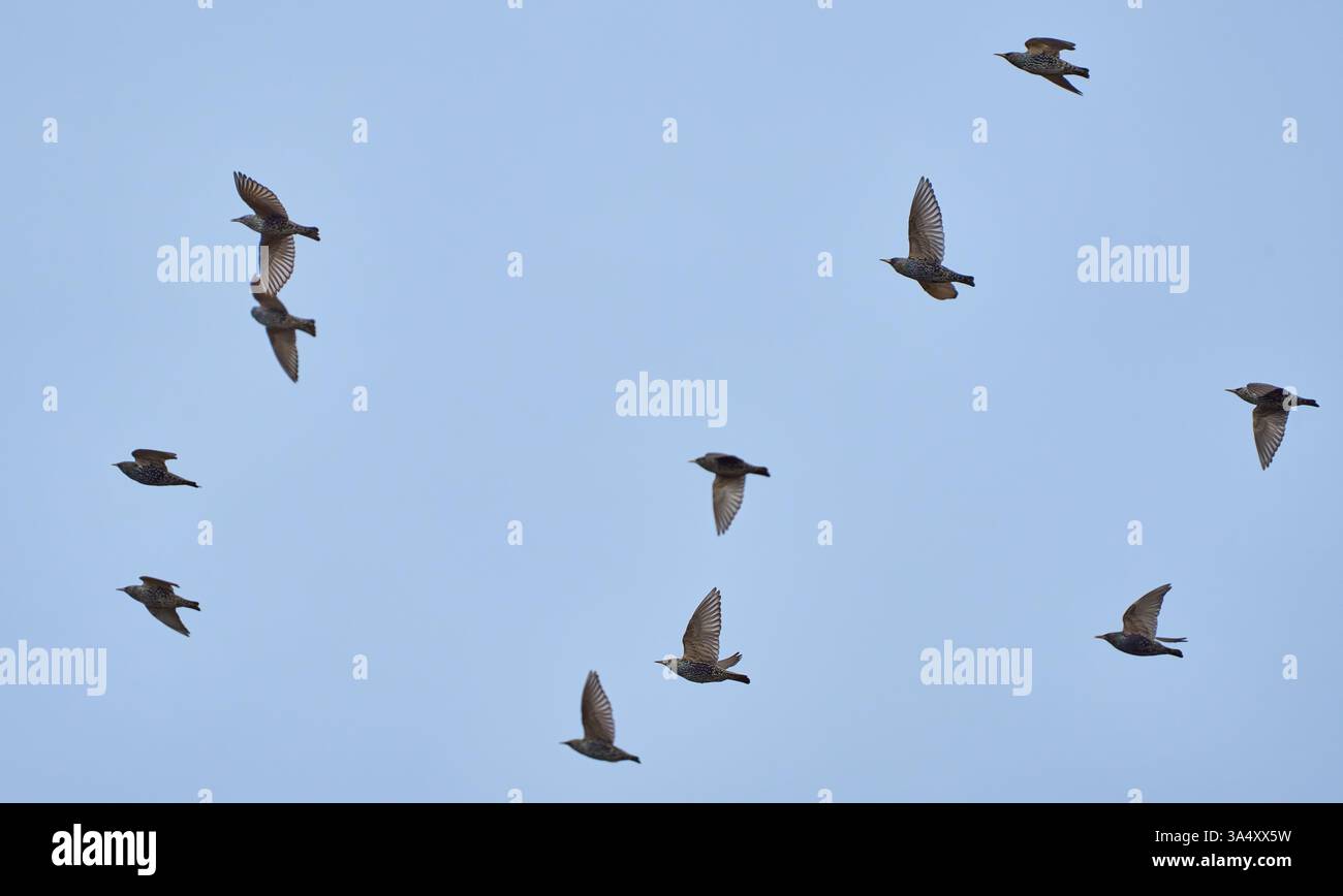 Eine Schar von Starnen, die gegen einen klaren blauen Himmel fliegen Stockfoto