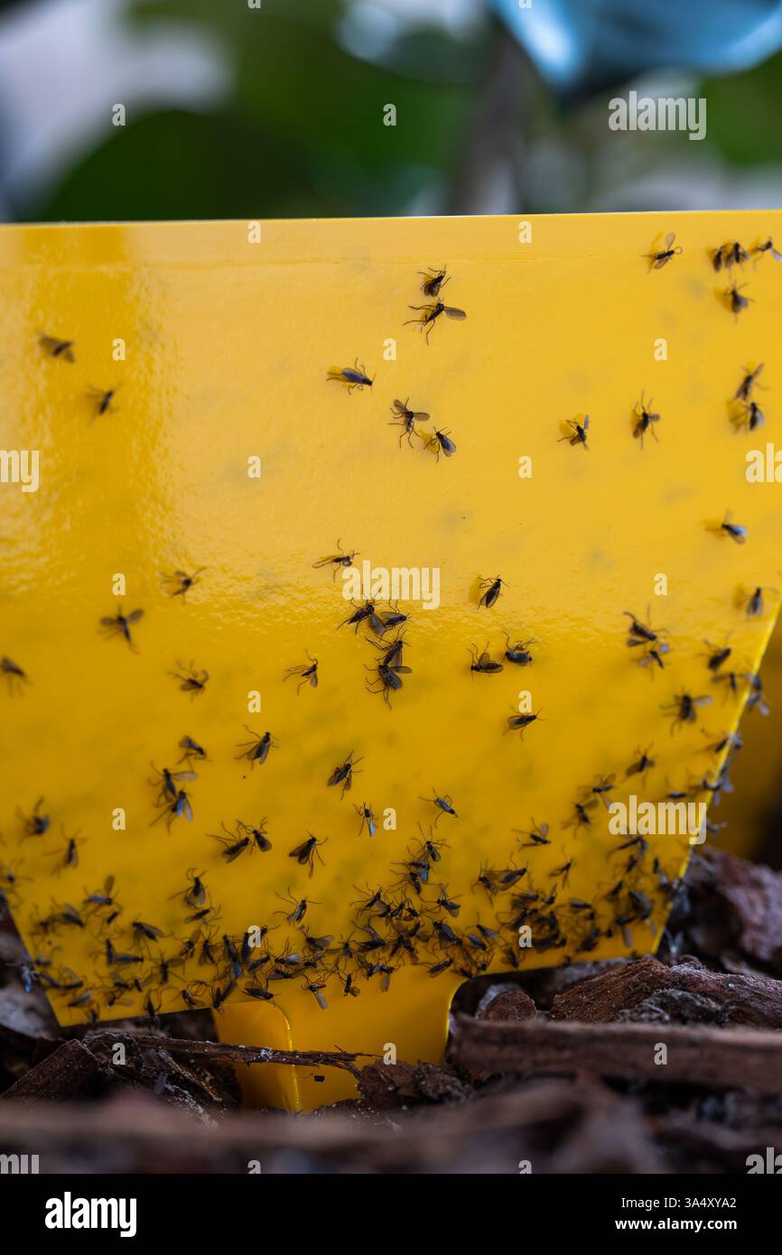 Eingeklemmte Pilzmücken auf klebrigem gelbem Trap-Papier. Nahaufnahme, Makroaufnahme, keine Leute. Stockfoto