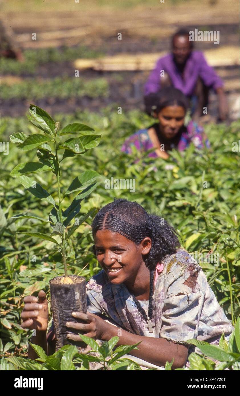 Äthiopien, Abiy-Adi, Frauen, die in einer Obstbaumschule in Tigray arbeiten. Stockfoto
