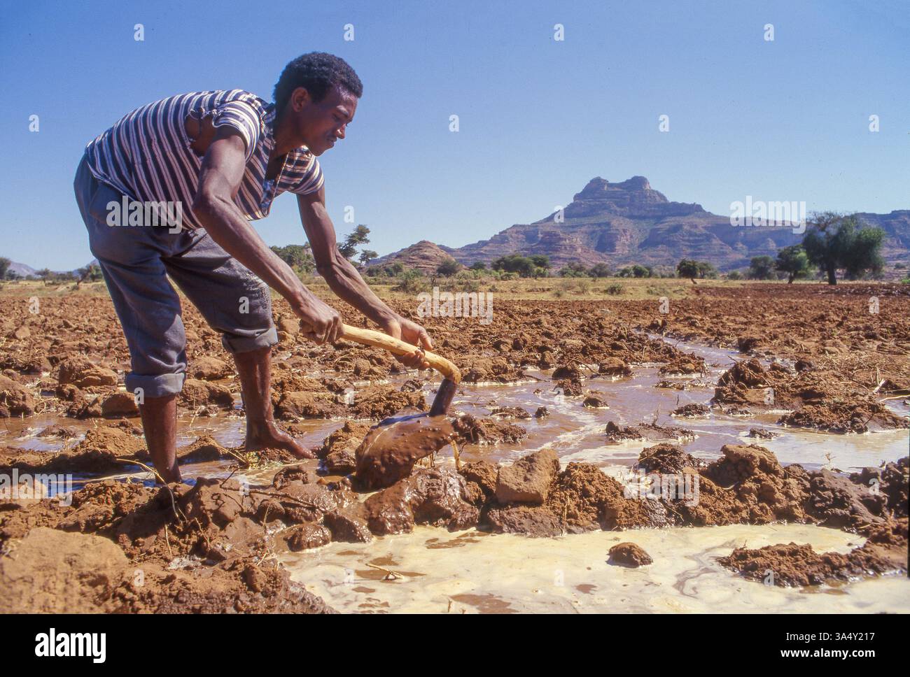 Äthiopien, Tigray, Bauer, der sein bewässertes Land mit einer Hacke bearbeitet. Stockfoto