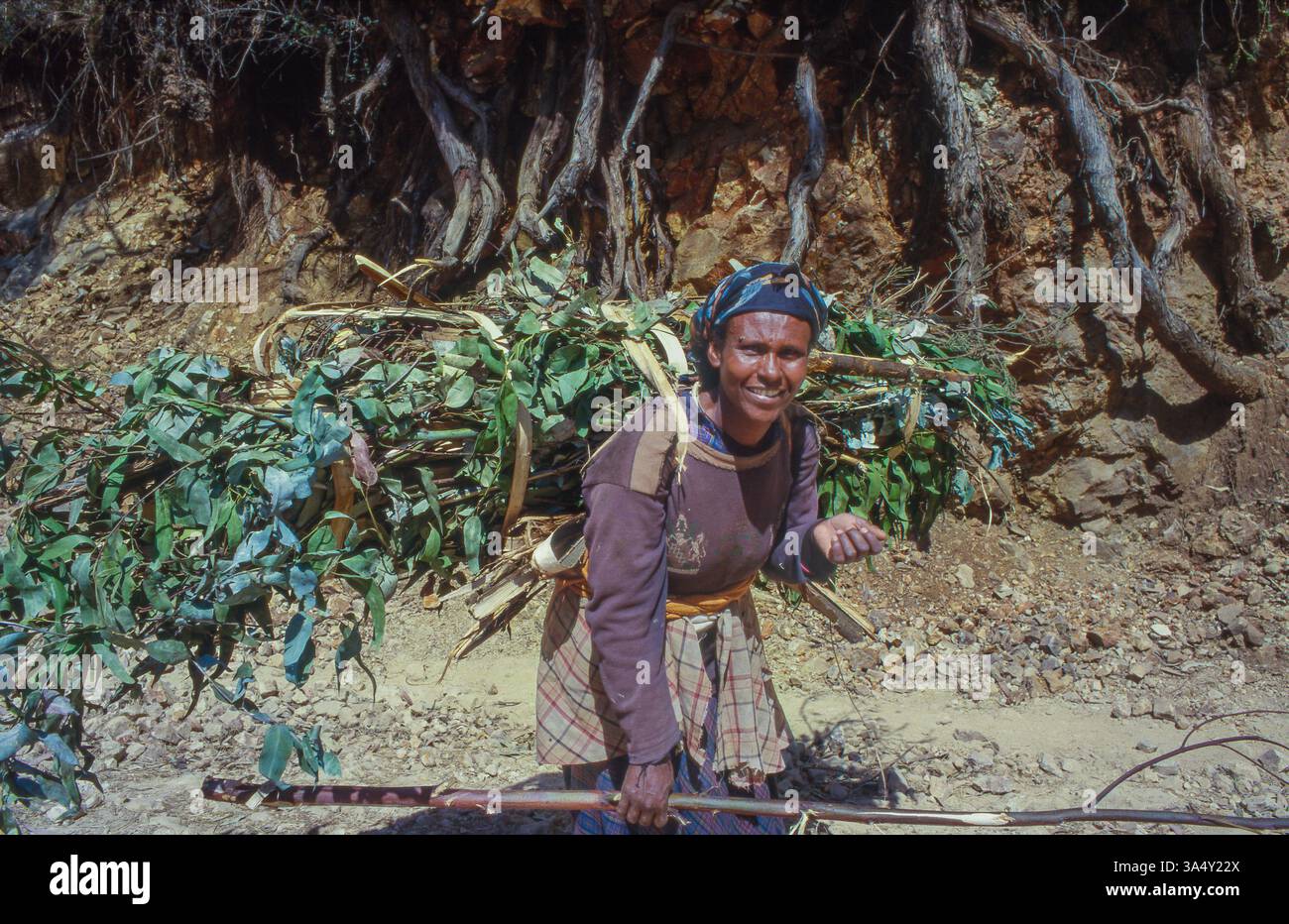 Äthiopien, Tigray; Frau trägt Blätter auf dem Rücken, um das Dach ihrer Hütte zu bedecken. Stockfoto