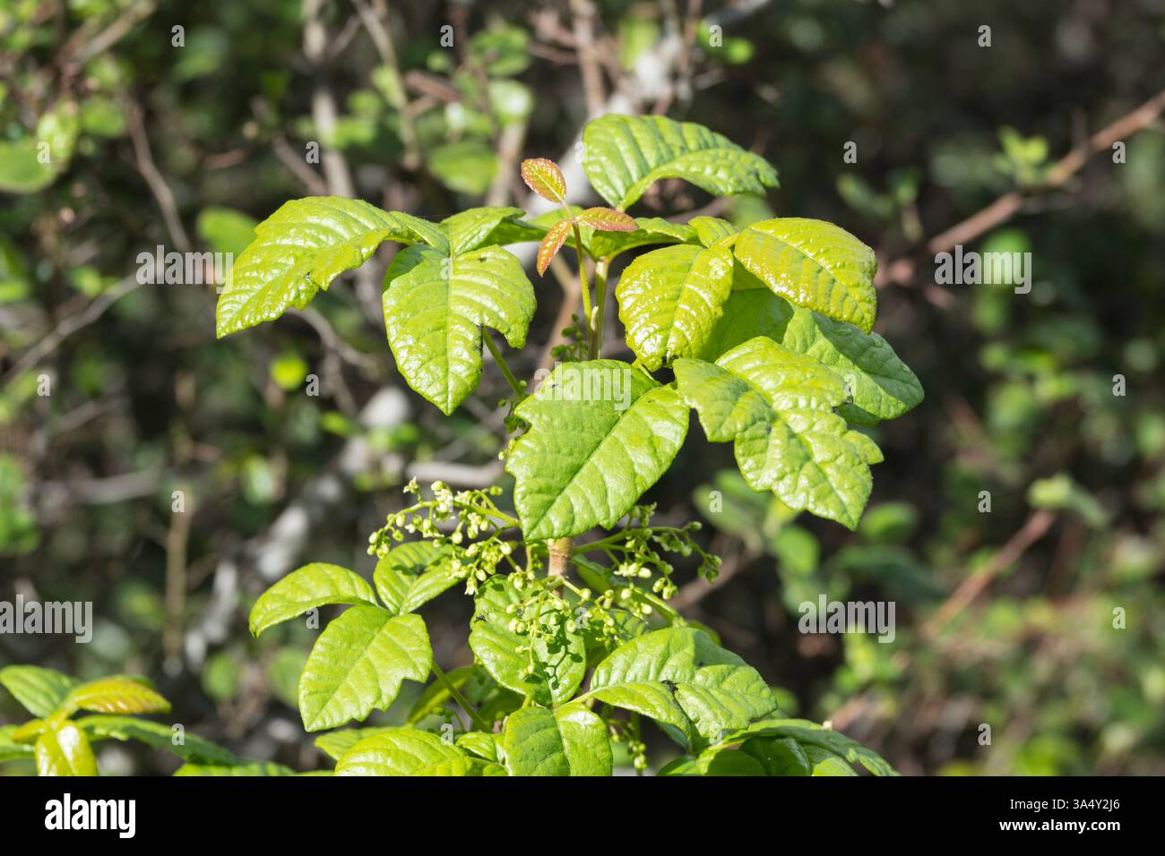 Poison Oak Busch mit frischem Frühlingswachstum und kleinen Blütenknospen in der Nähe von Los Angeles Kalifornien. Stockfoto
