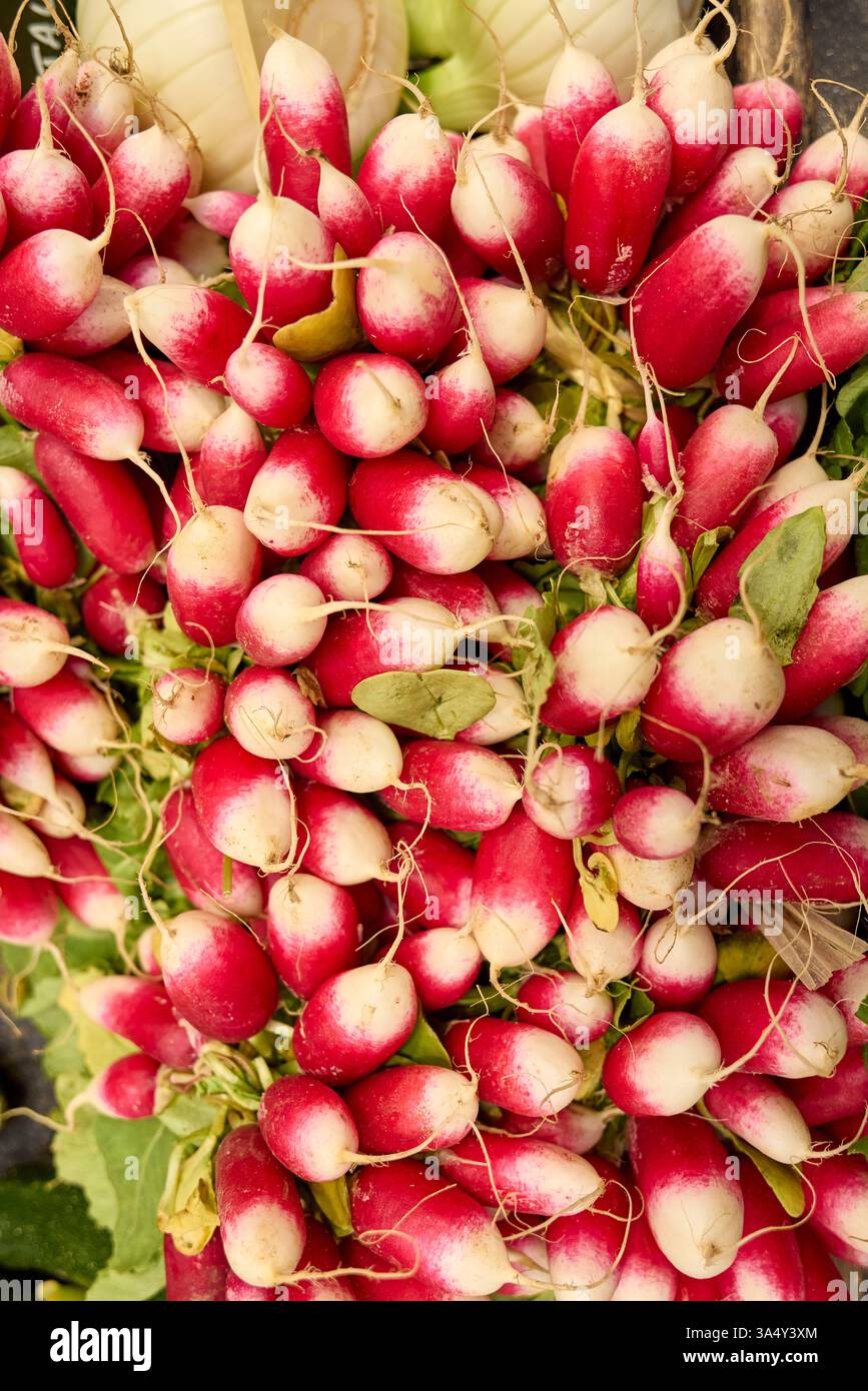 Eine lebhafte Nahaufnahme frisch geernteter französischer Frühstückradieschen mit noch angebrachtem Blattgemüse Stockfoto