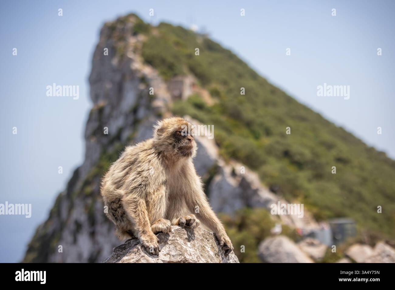 Porträt von Berbermakaken mit Felsen von Gibraltar am sonnigen Tag. Pelzige Macaca Sylvanus im Naturschutzgebiet. Stockfoto