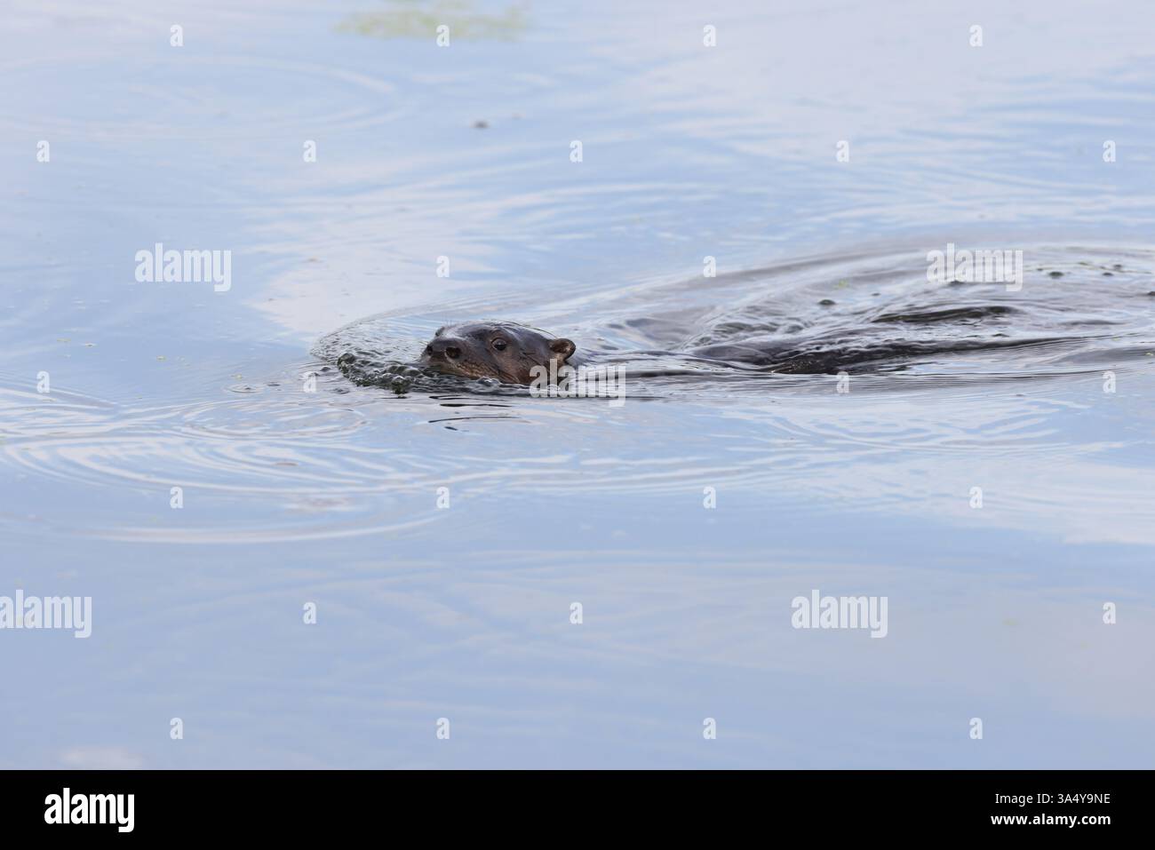 nordamerikanische Flussotter Stockfoto