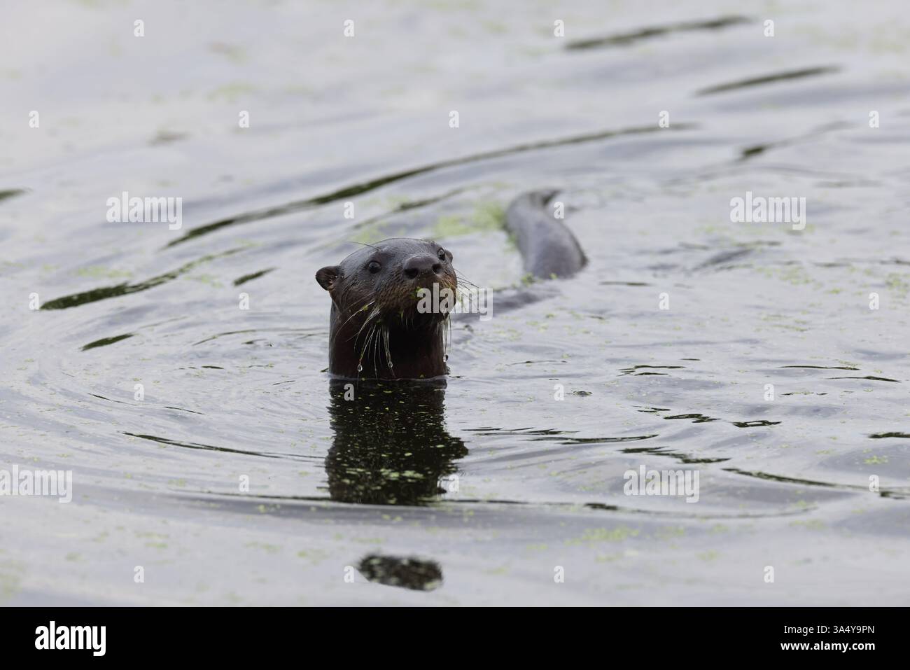 nordamerikanische Flussotter Stockfoto