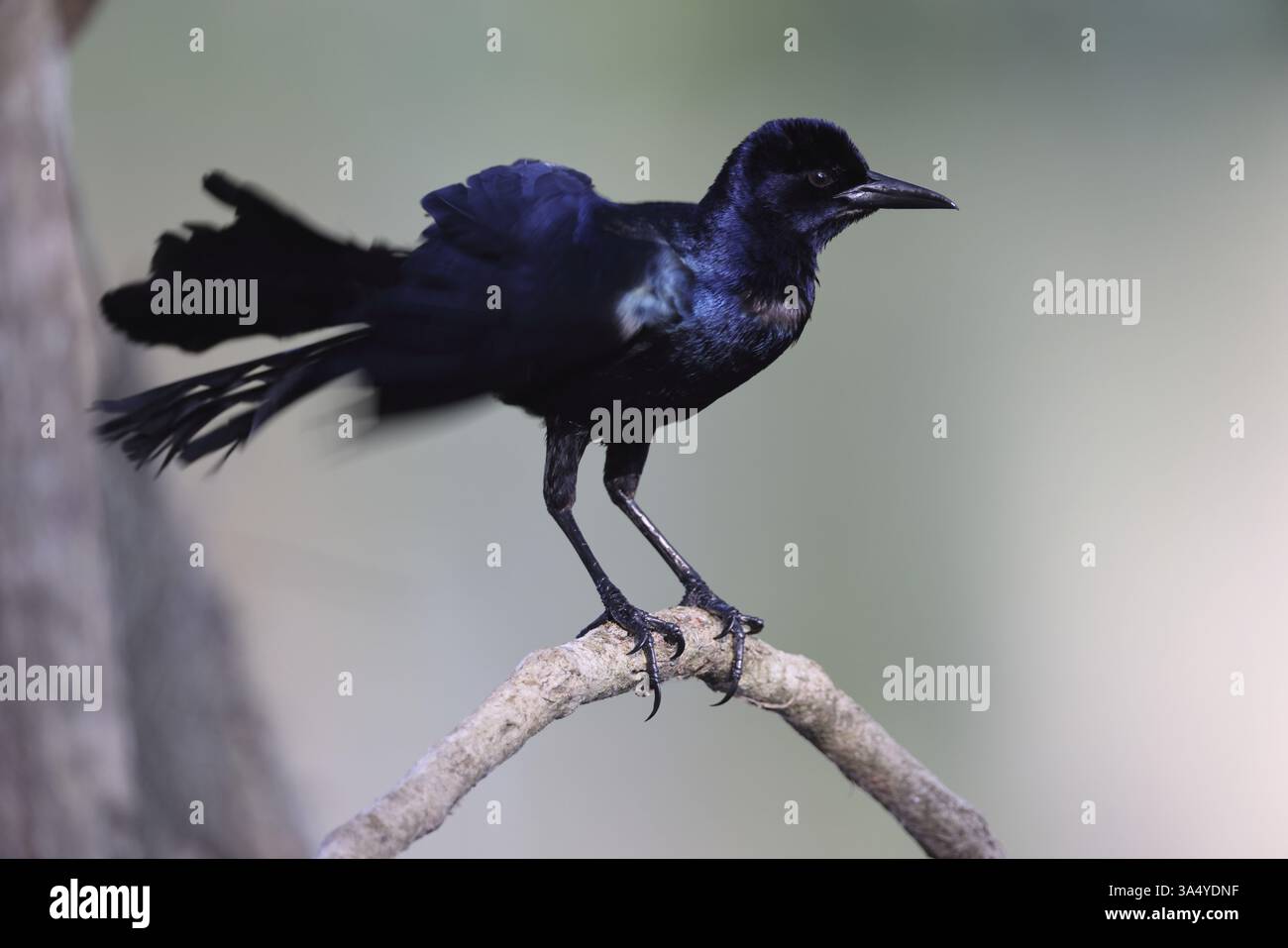 Boot-angebundene grackle Stockfoto