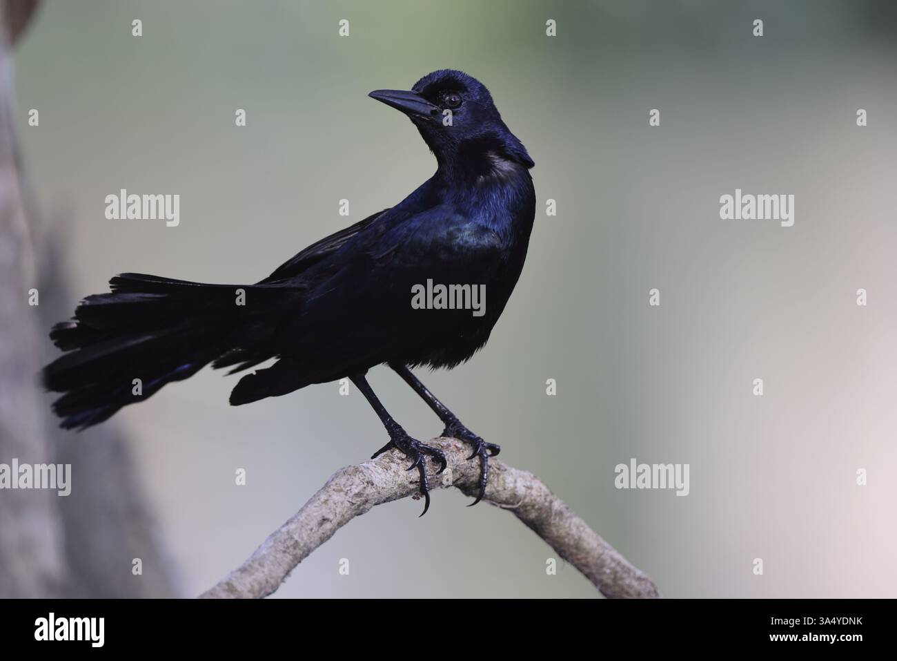 Boot-angebundene grackle Stockfoto