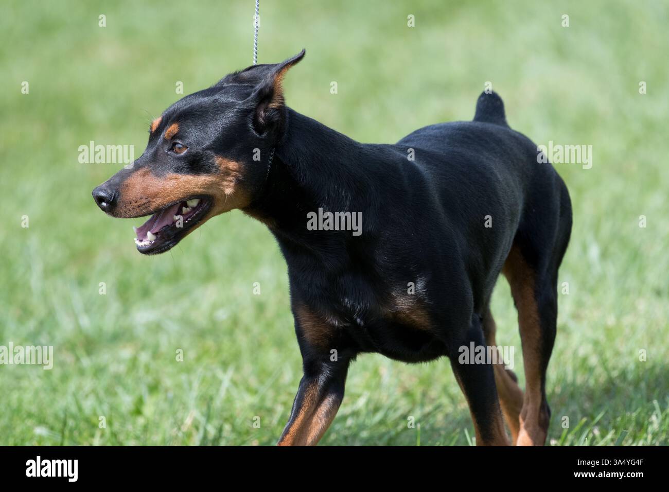 Deutsche Pinscher-Nahaufnahme bei einer Exterieur-Veranstaltung Stockfoto
